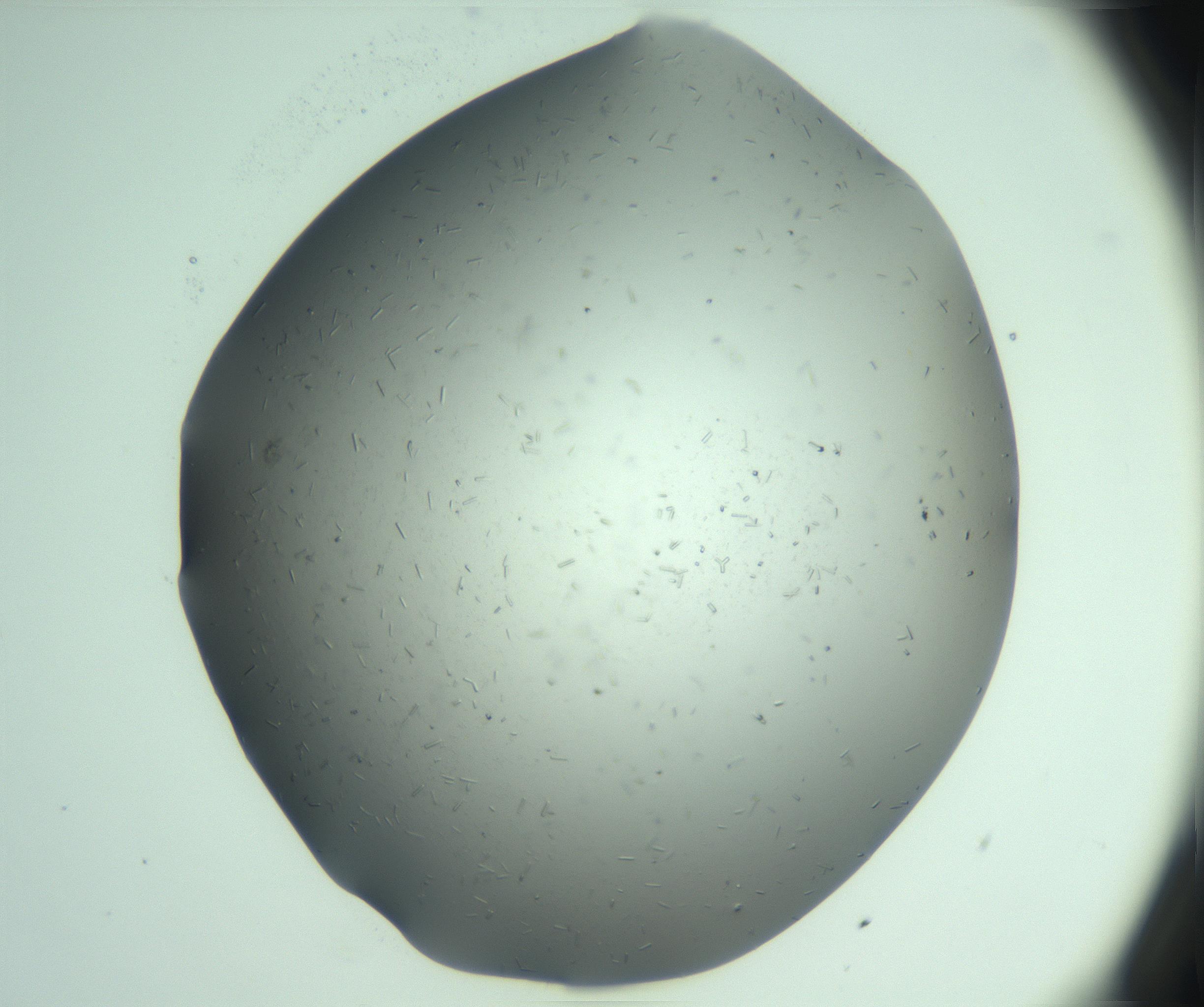 RI01_03_000_0212_Proj1_Clon1_MC_0000MC103280_003_170217_04_06_01_00_99_002_001_RAI.jpg