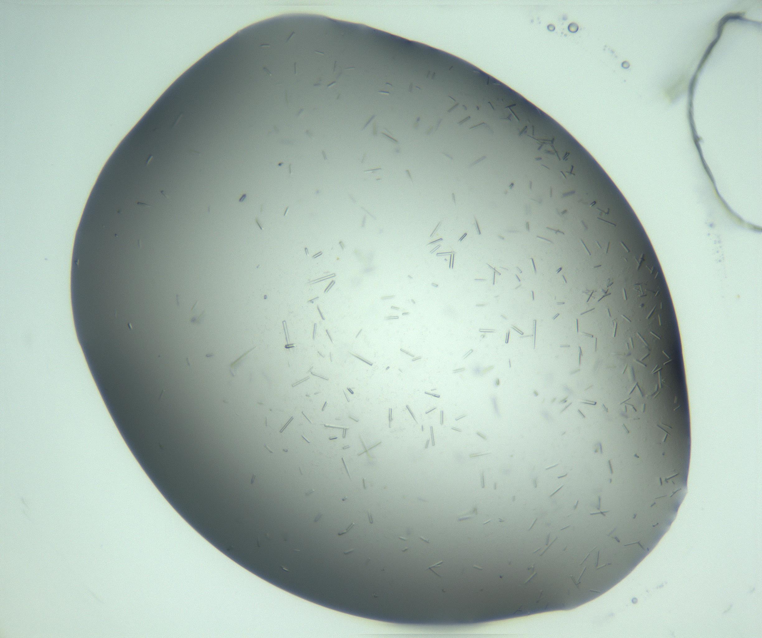 RI01_03_000_0212_Proj1_Clon1_MC_0000MC103280_003_170217_04_06_02_00_99_002_001_RAI.jpg
