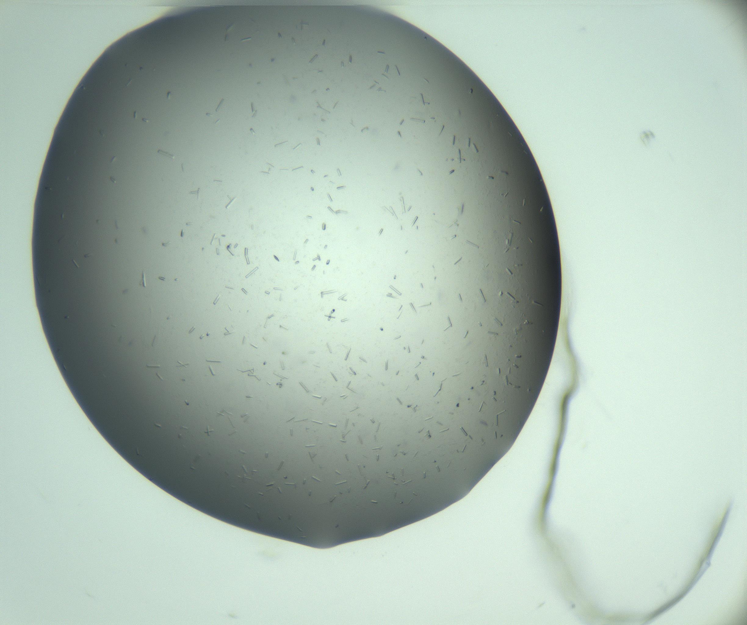 RI01_03_000_0212_Proj1_Clon1_MC_0000MC103280_003_170217_04_07_01_00_99_002_001_RAI.jpg