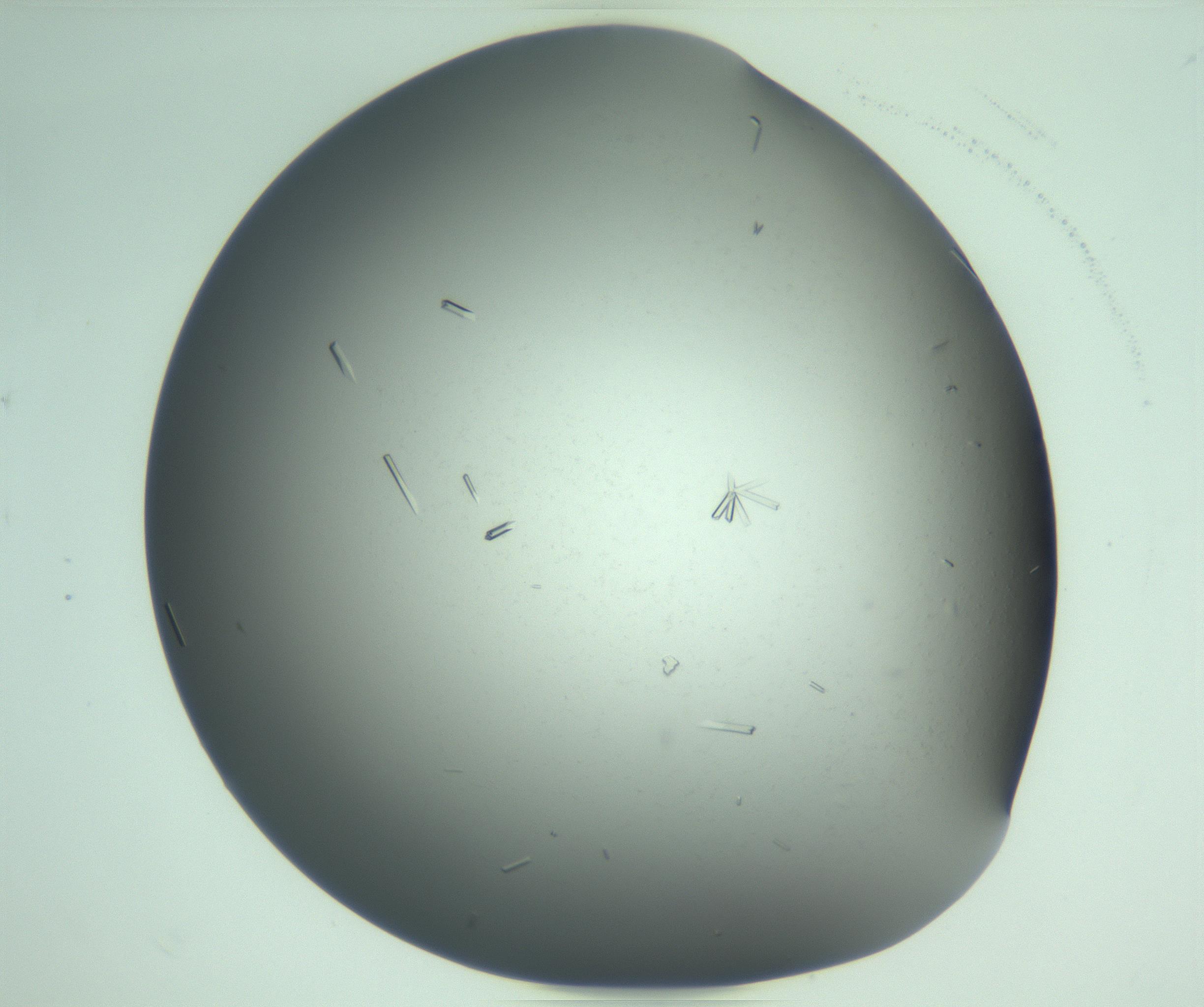 RI01_03_000_0212_Proj1_Clon1_MC_0000MC103280_003_170217_04_07_02_00_99_002_001_RAI.jpg