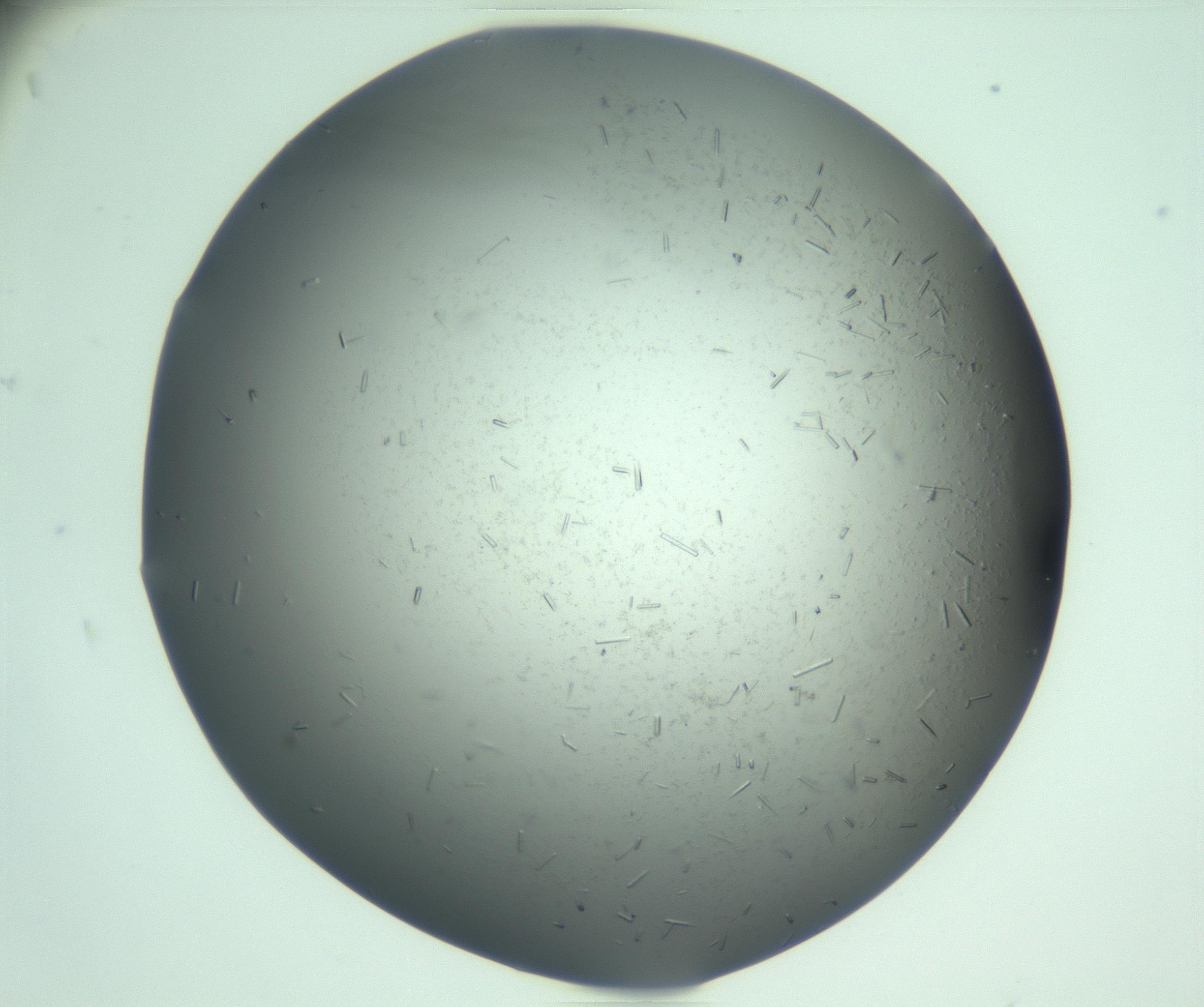 RI01_03_000_0212_Proj1_Clon1_MC_0000MC103280_003_170217_04_08_01_00_99_002_001_RAI.jpg