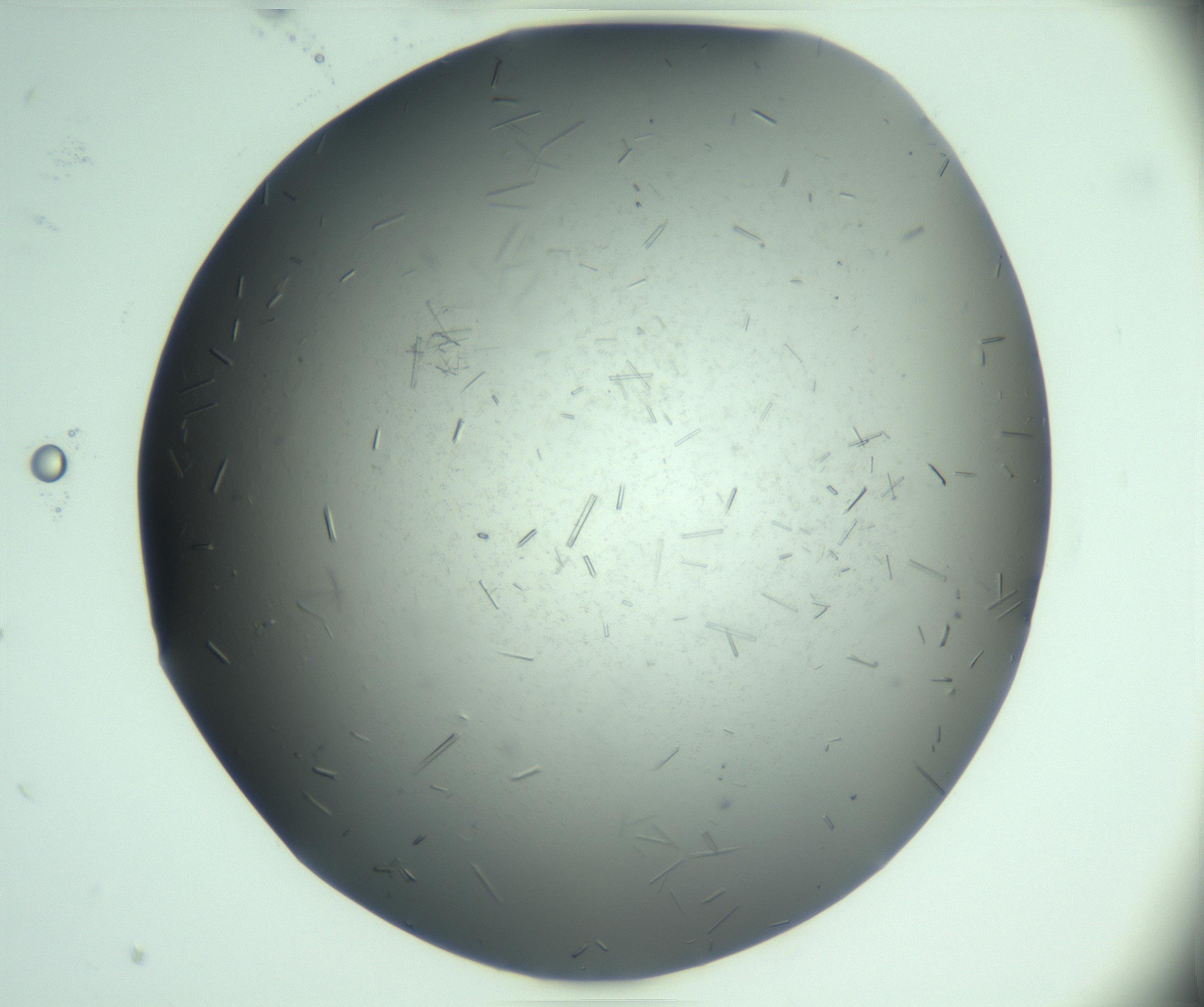 RI01_03_000_0212_Proj1_Clon1_MC_0000MC103280_003_170217_05_01_02_00_99_002_001_RAI.jpg