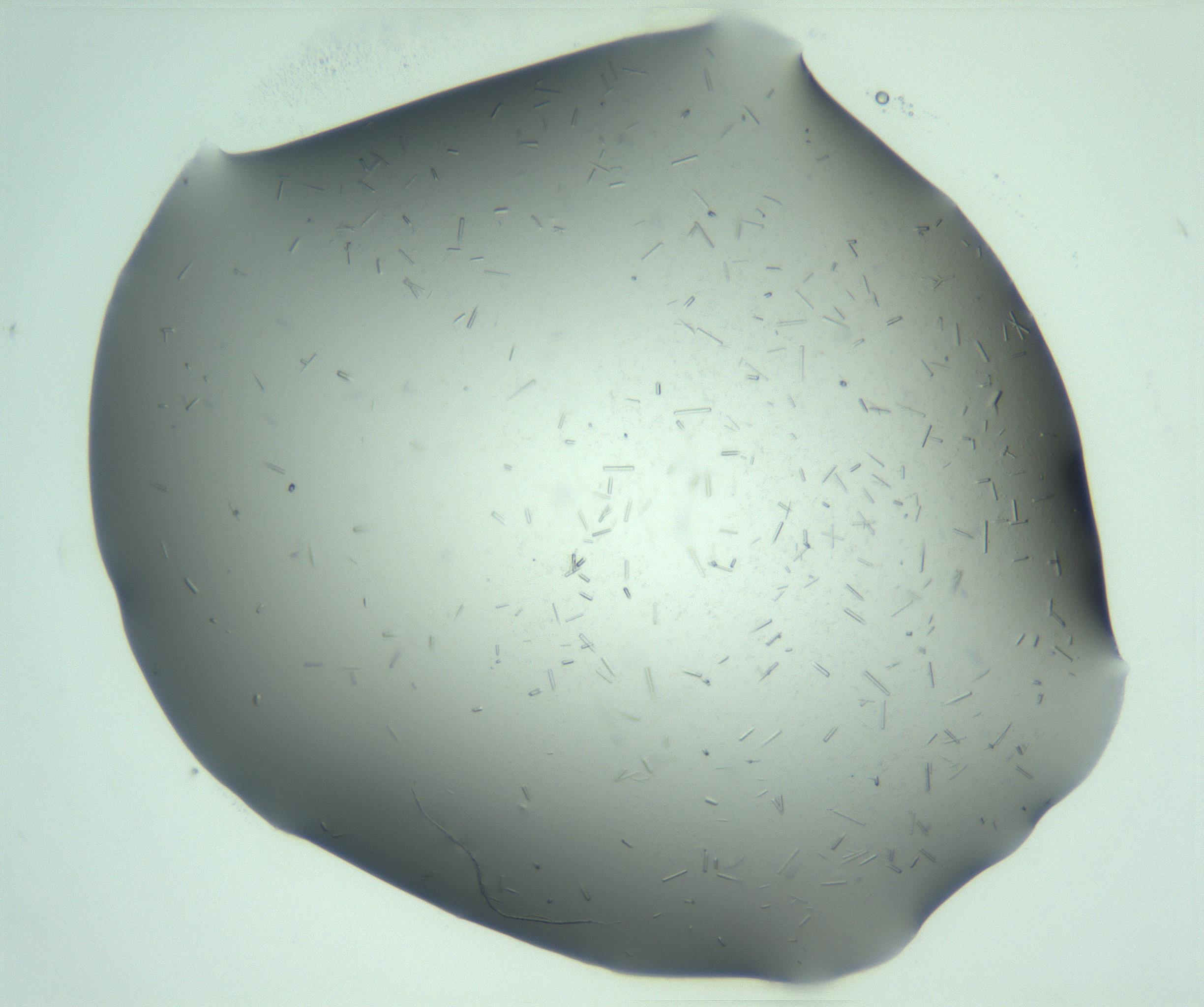 RI01_03_000_0212_Proj1_Clon1_MC_0000MC103280_003_170217_05_02_01_00_99_002_001_RAI.jpg