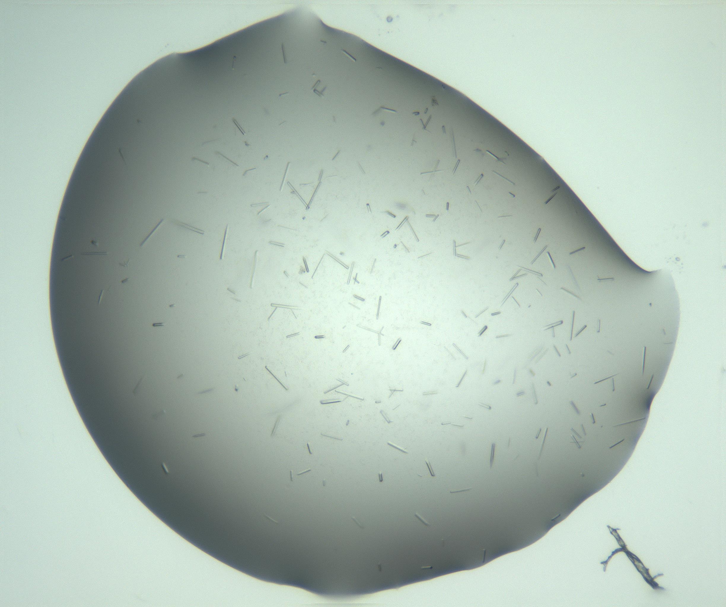 RI01_03_000_0212_Proj1_Clon1_MC_0000MC103280_003_170217_05_02_02_00_99_002_001_RAI.jpg