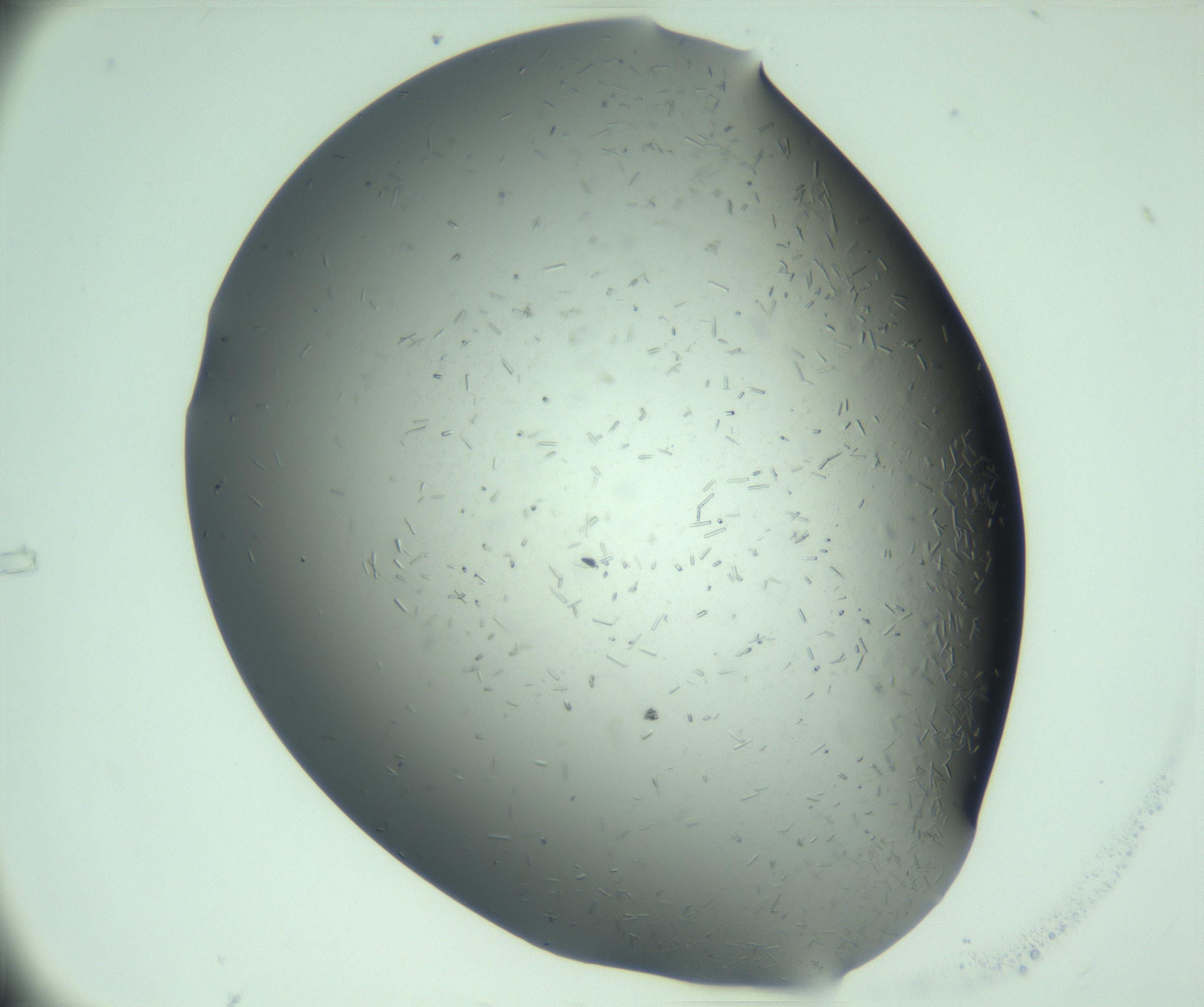RI01_03_000_0212_Proj1_Clon1_MC_0000MC103280_003_170217_05_03_01_00_99_002_001_RAI.jpg