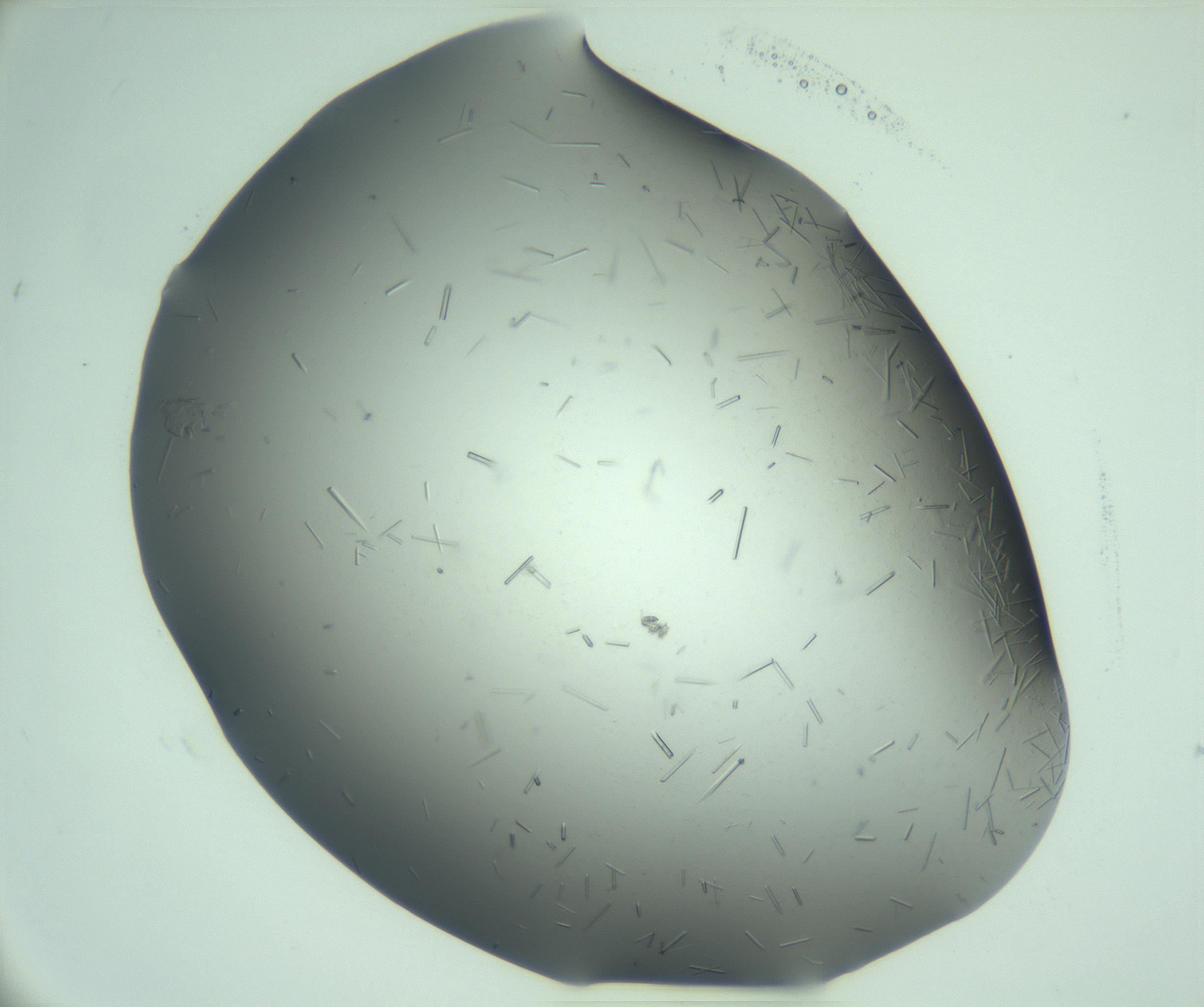 RI01_03_000_0212_Proj1_Clon1_MC_0000MC103280_003_170217_05_03_02_00_99_002_001_RAI.jpg