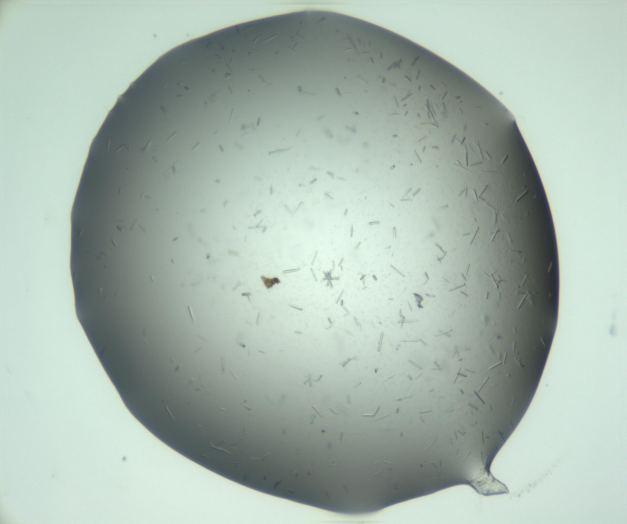 RI01_03_000_0212_Proj1_Clon1_MC_0000MC103280_003_170217_05_04_01_00_99_002_001_RAI.jpg