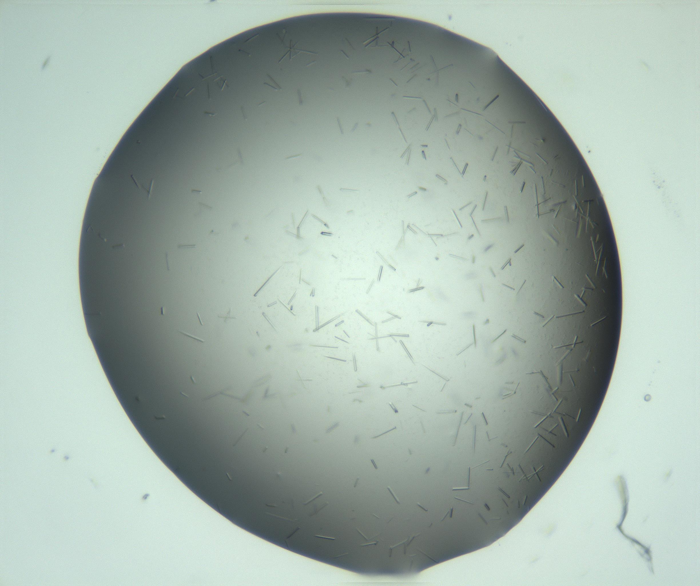 RI01_03_000_0212_Proj1_Clon1_MC_0000MC103280_003_170217_05_04_02_00_99_002_001_RAI.jpg