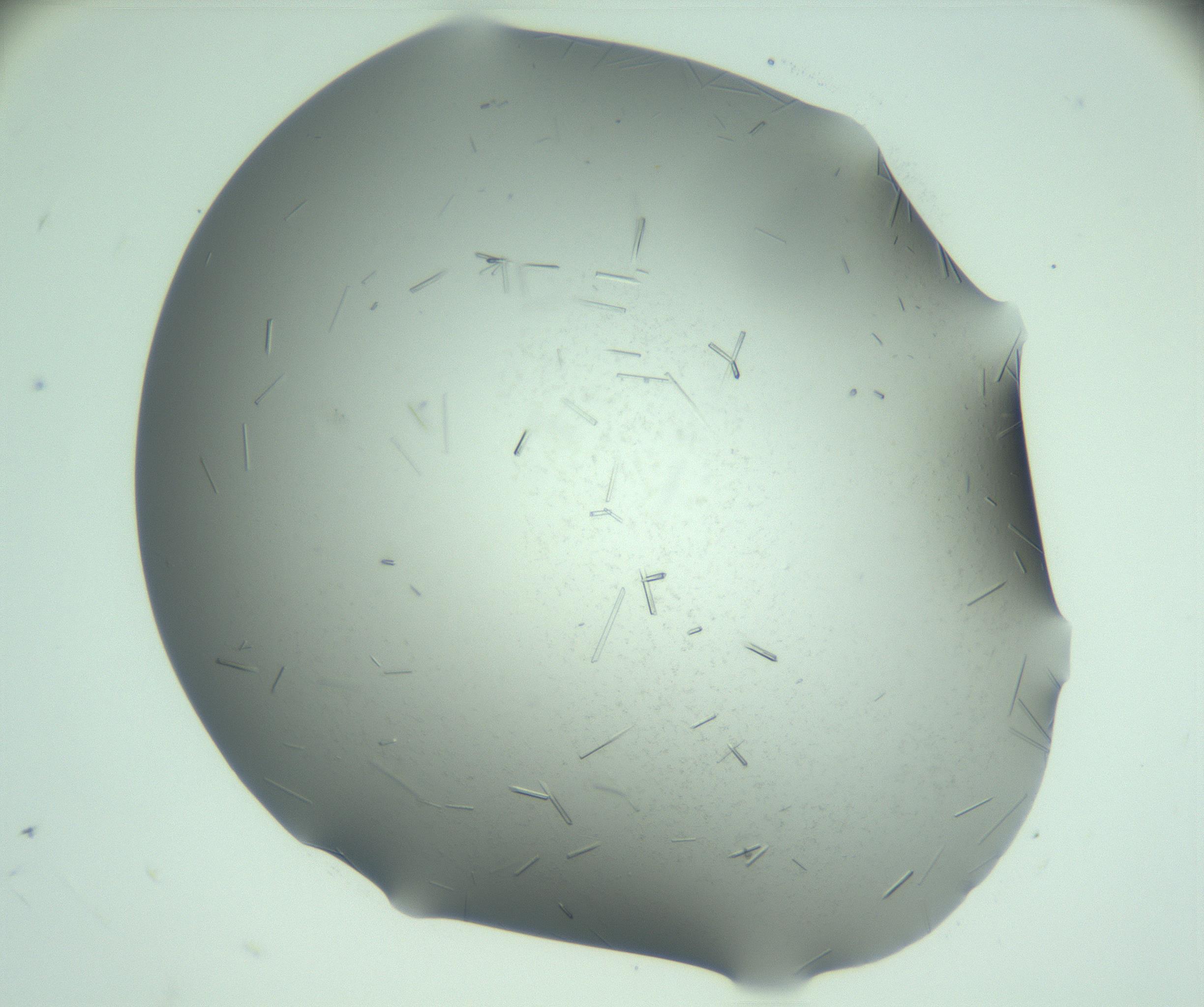 RI01_03_000_0212_Proj1_Clon1_MC_0000MC103280_003_170217_05_05_01_00_99_002_001_RAI.jpg