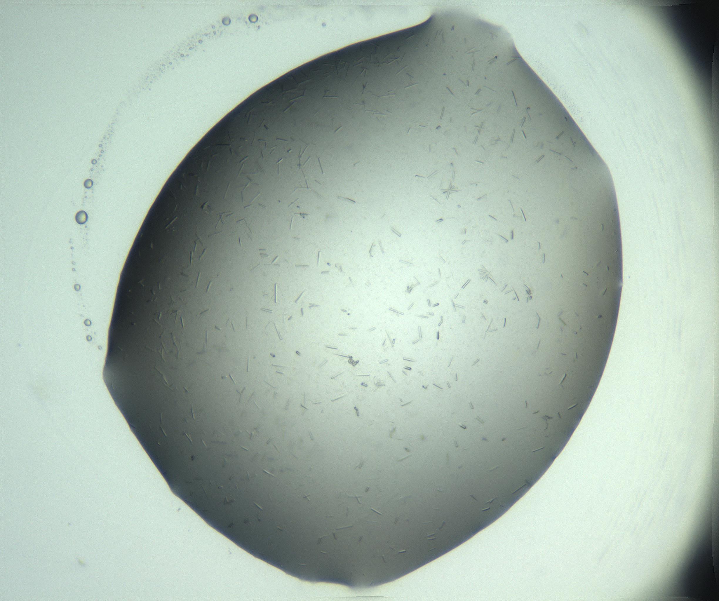 RI01_03_000_0212_Proj1_Clon1_MC_0000MC103280_003_170217_05_06_01_00_99_002_001_RAI.jpg