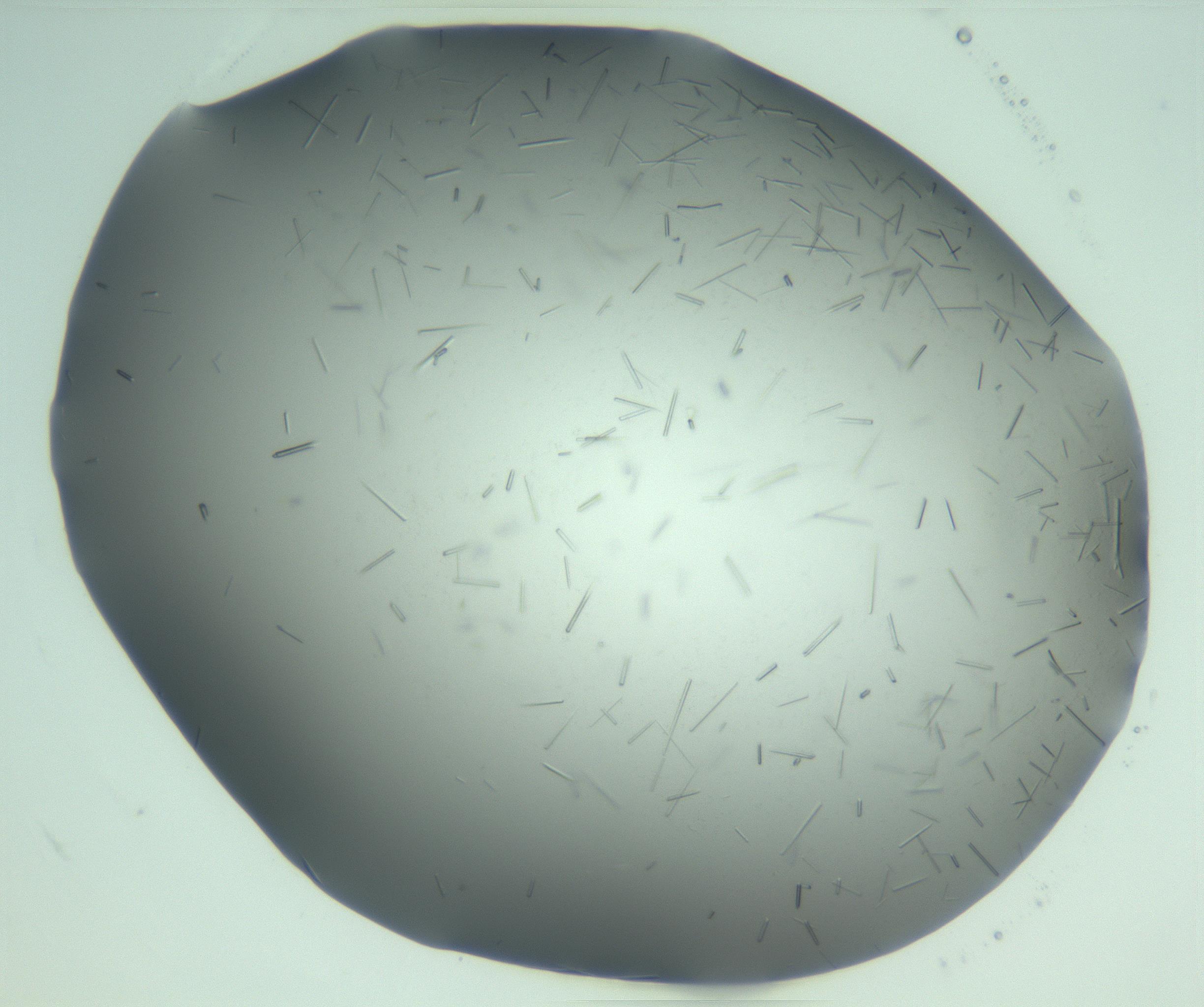 RI01_03_000_0212_Proj1_Clon1_MC_0000MC103280_003_170217_05_06_02_00_99_002_001_RAI.jpg