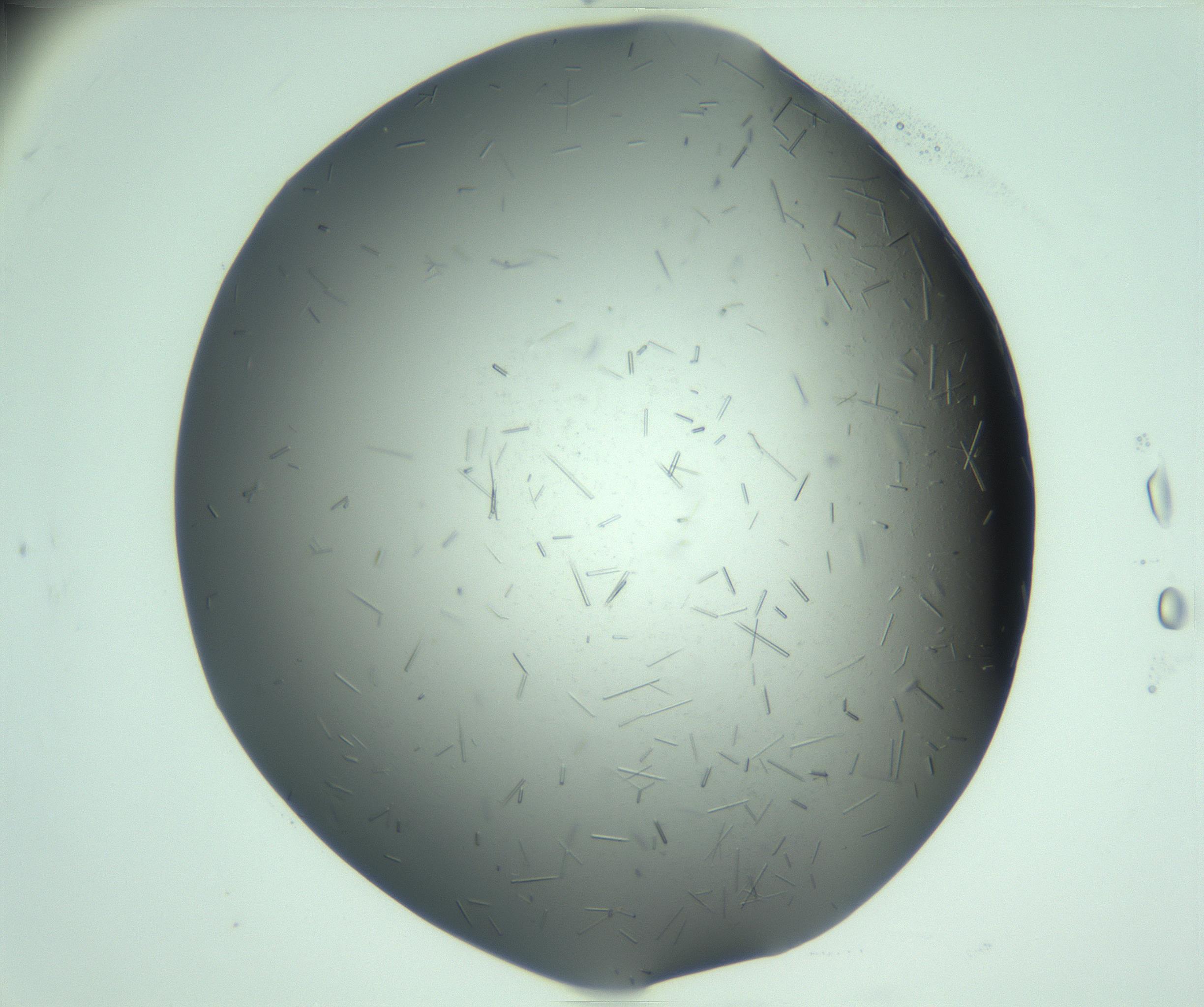 RI01_03_000_0212_Proj1_Clon1_MC_0000MC103280_003_170217_05_07_01_00_99_002_001_RAI.jpg