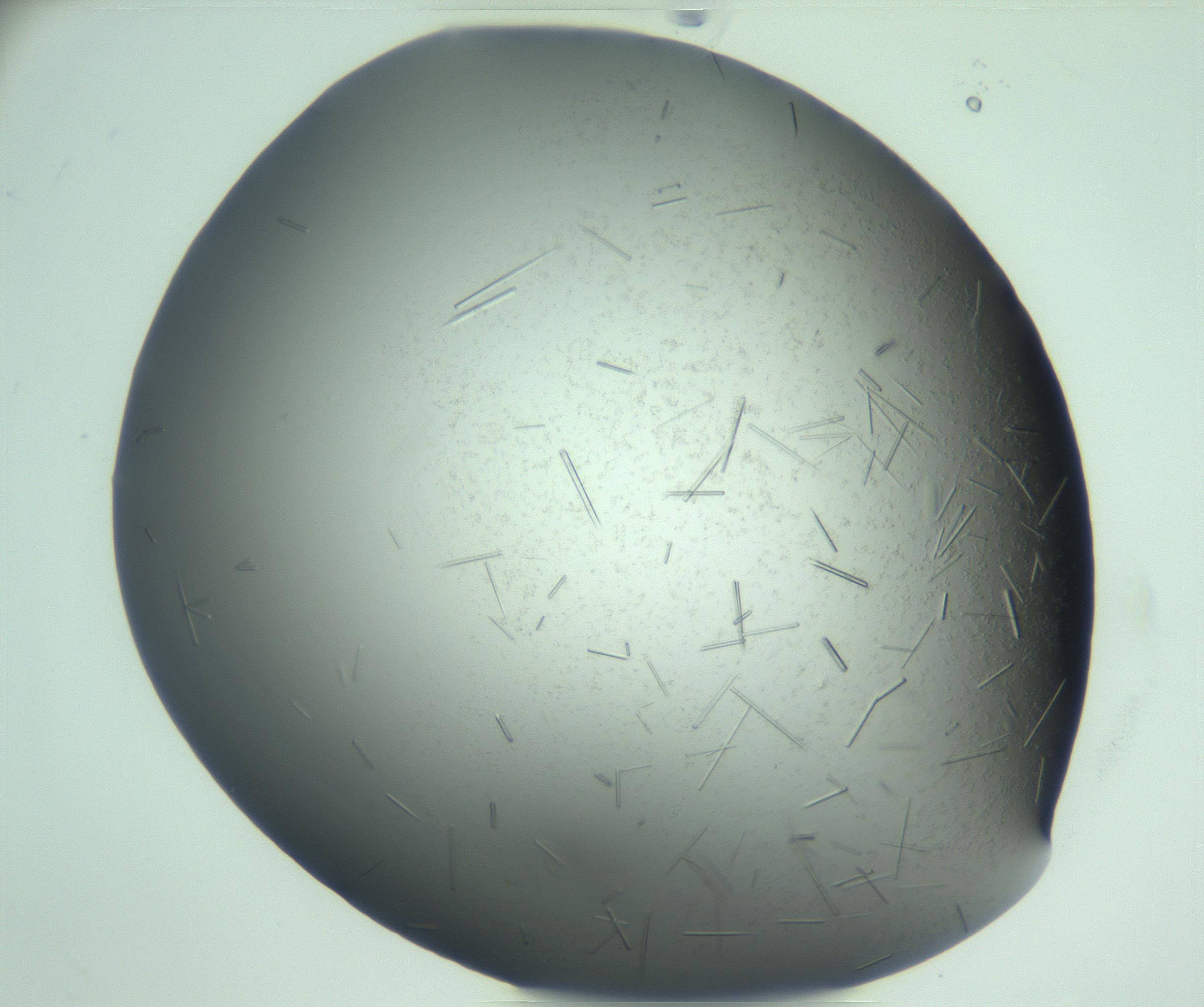 RI01_03_000_0212_Proj1_Clon1_MC_0000MC103280_003_170217_05_08_01_00_99_002_001_RAI.jpg