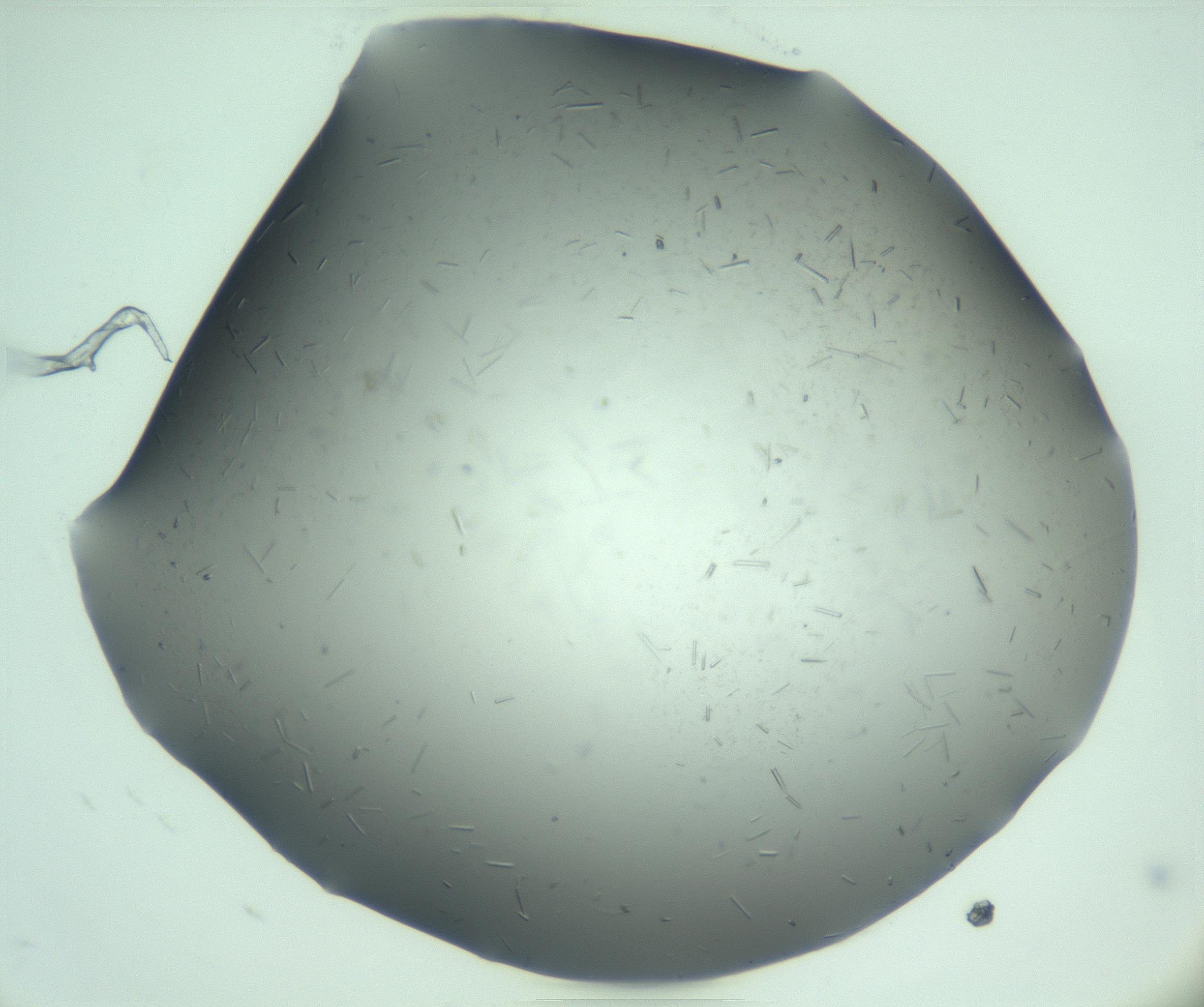 RI01_03_000_0212_Proj1_Clon1_MC_0000MC103280_003_170217_06_01_01_00_99_002_001_RAI.jpg