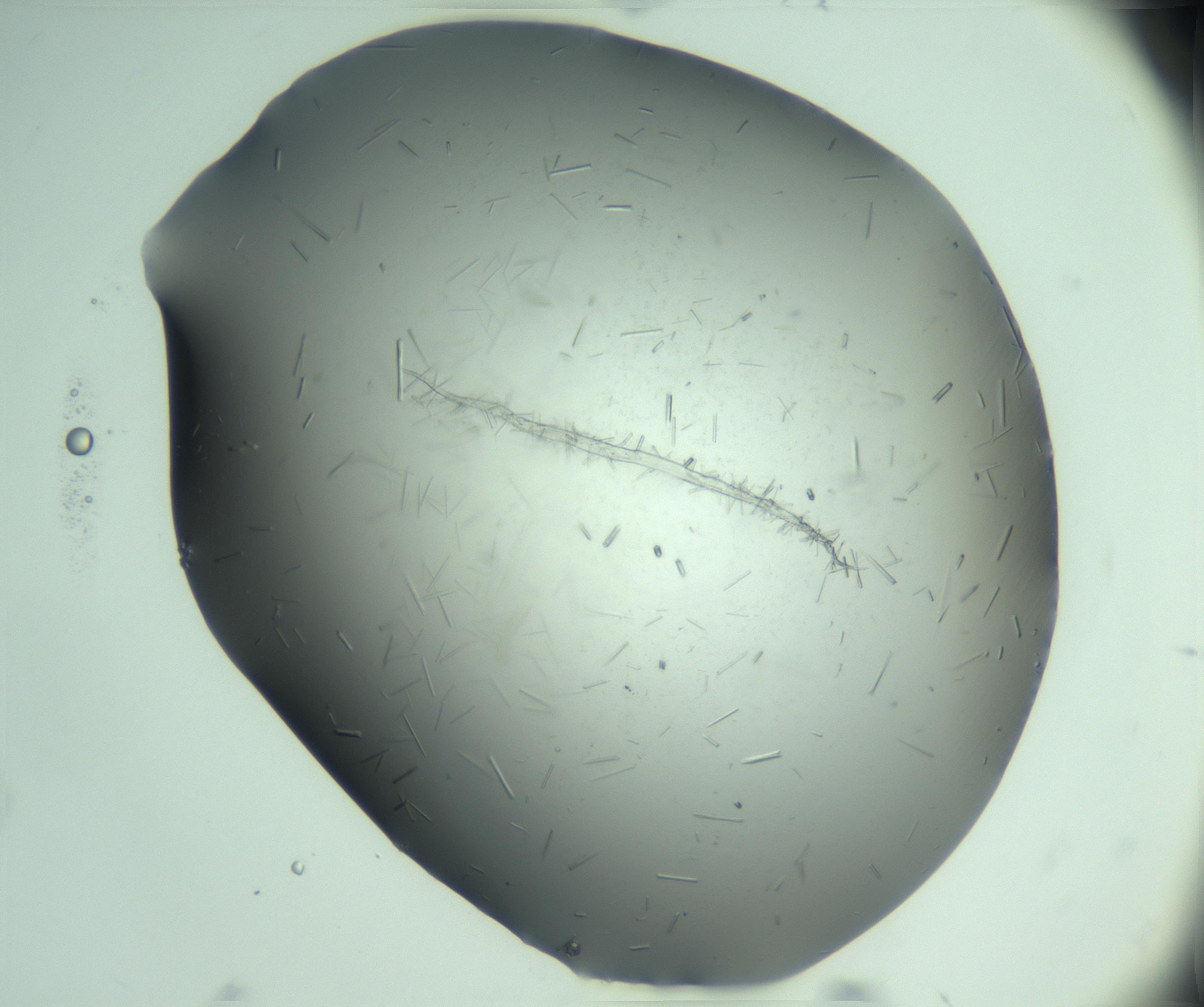 RI01_03_000_0212_Proj1_Clon1_MC_0000MC103280_003_170217_06_01_02_00_99_002_001_RAI.jpg