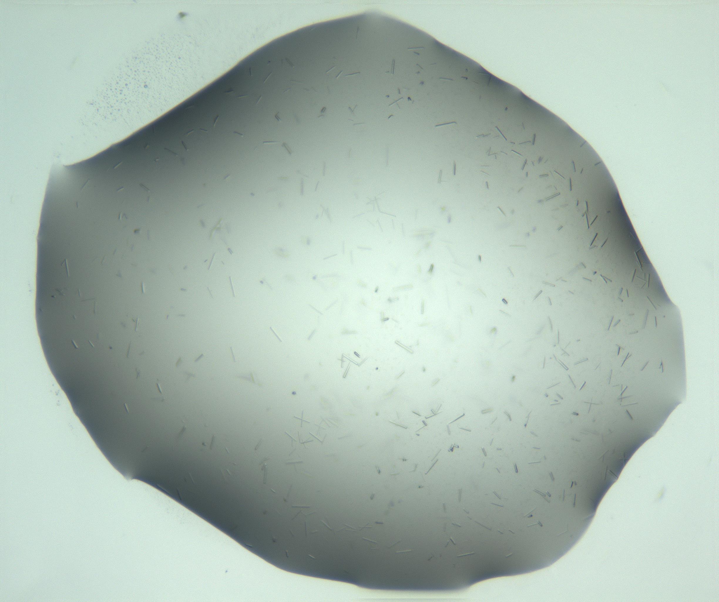 RI01_03_000_0212_Proj1_Clon1_MC_0000MC103280_003_170217_06_02_01_00_99_002_001_RAI.jpg