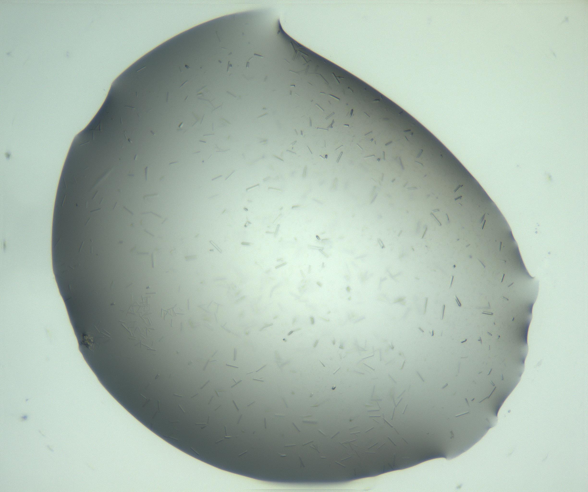 RI01_03_000_0212_Proj1_Clon1_MC_0000MC103280_003_170217_06_02_02_00_99_002_001_RAI.jpg