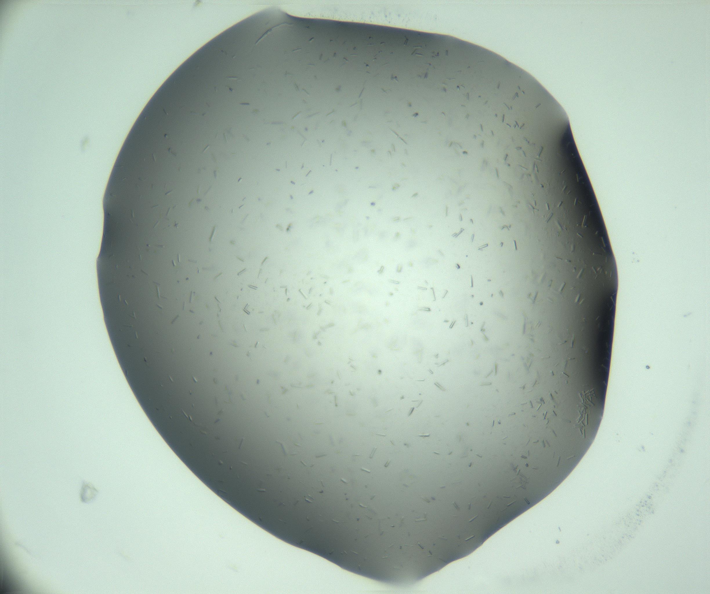 RI01_03_000_0212_Proj1_Clon1_MC_0000MC103280_003_170217_06_03_01_00_99_002_001_RAI.jpg