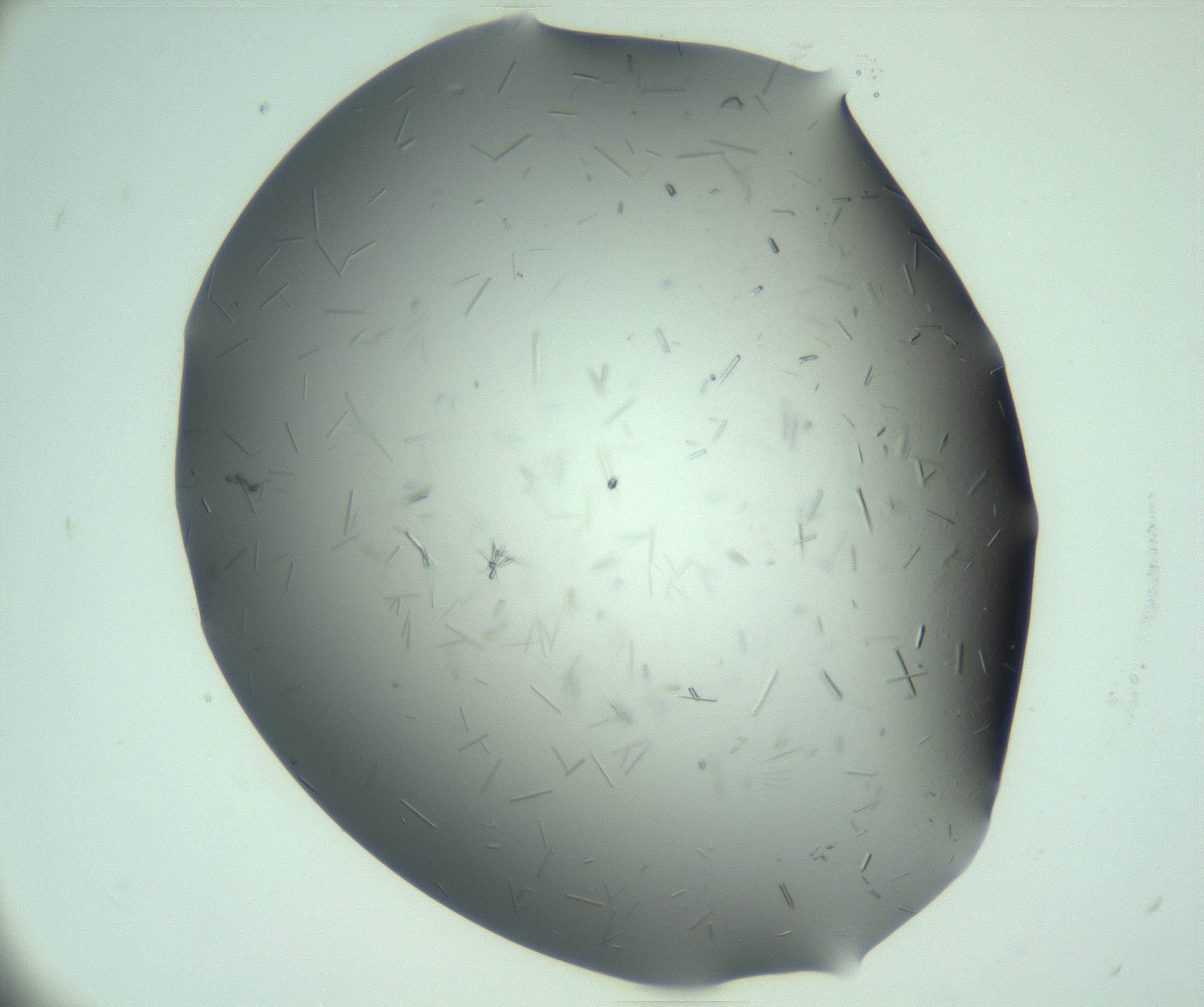 RI01_03_000_0212_Proj1_Clon1_MC_0000MC103280_003_170217_06_03_02_00_99_002_001_RAI.jpg