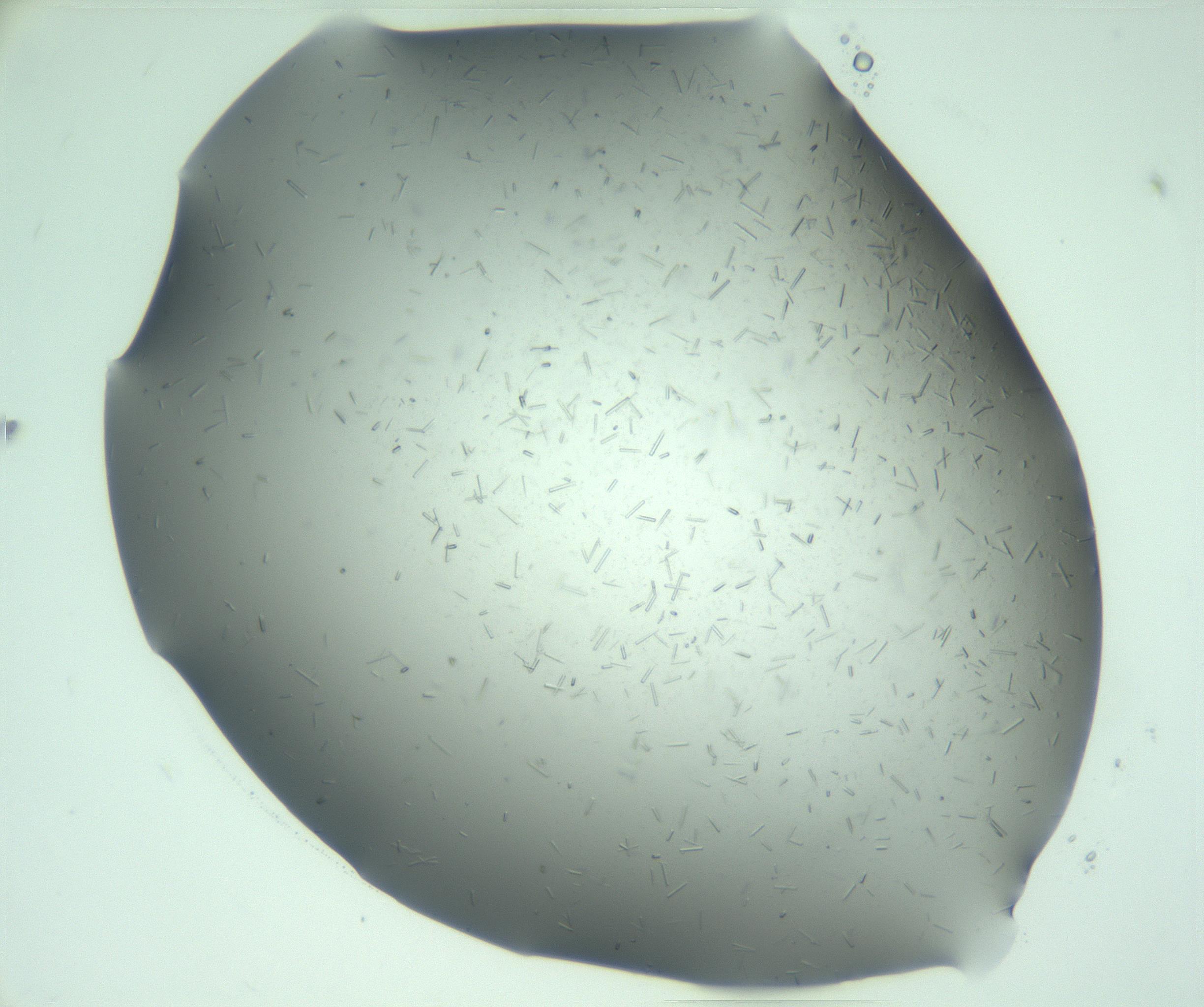 RI01_03_000_0212_Proj1_Clon1_MC_0000MC103280_003_170217_06_04_01_00_99_002_001_RAI.jpg