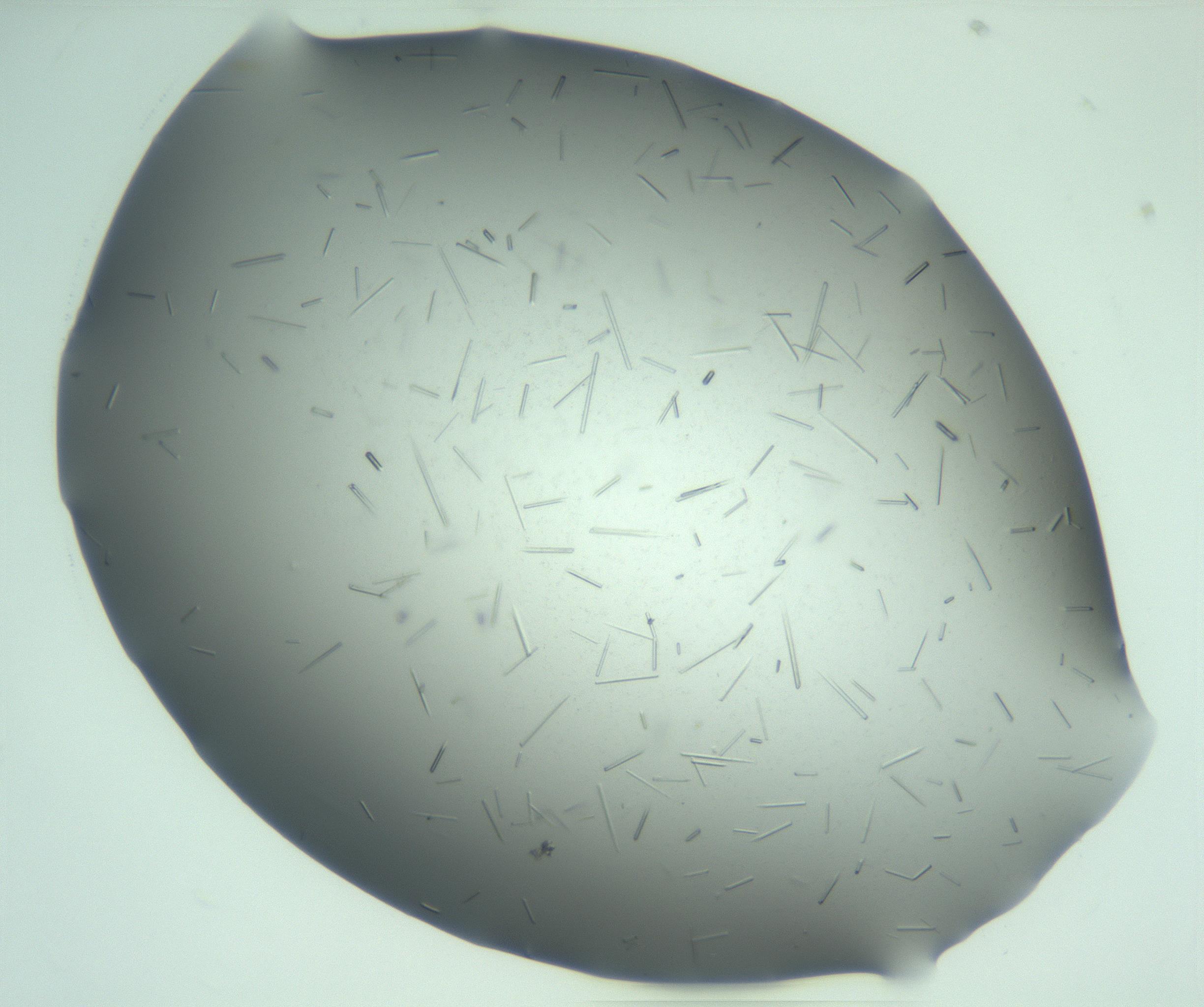 RI01_03_000_0212_Proj1_Clon1_MC_0000MC103280_003_170217_06_04_02_00_99_002_001_RAI.jpg