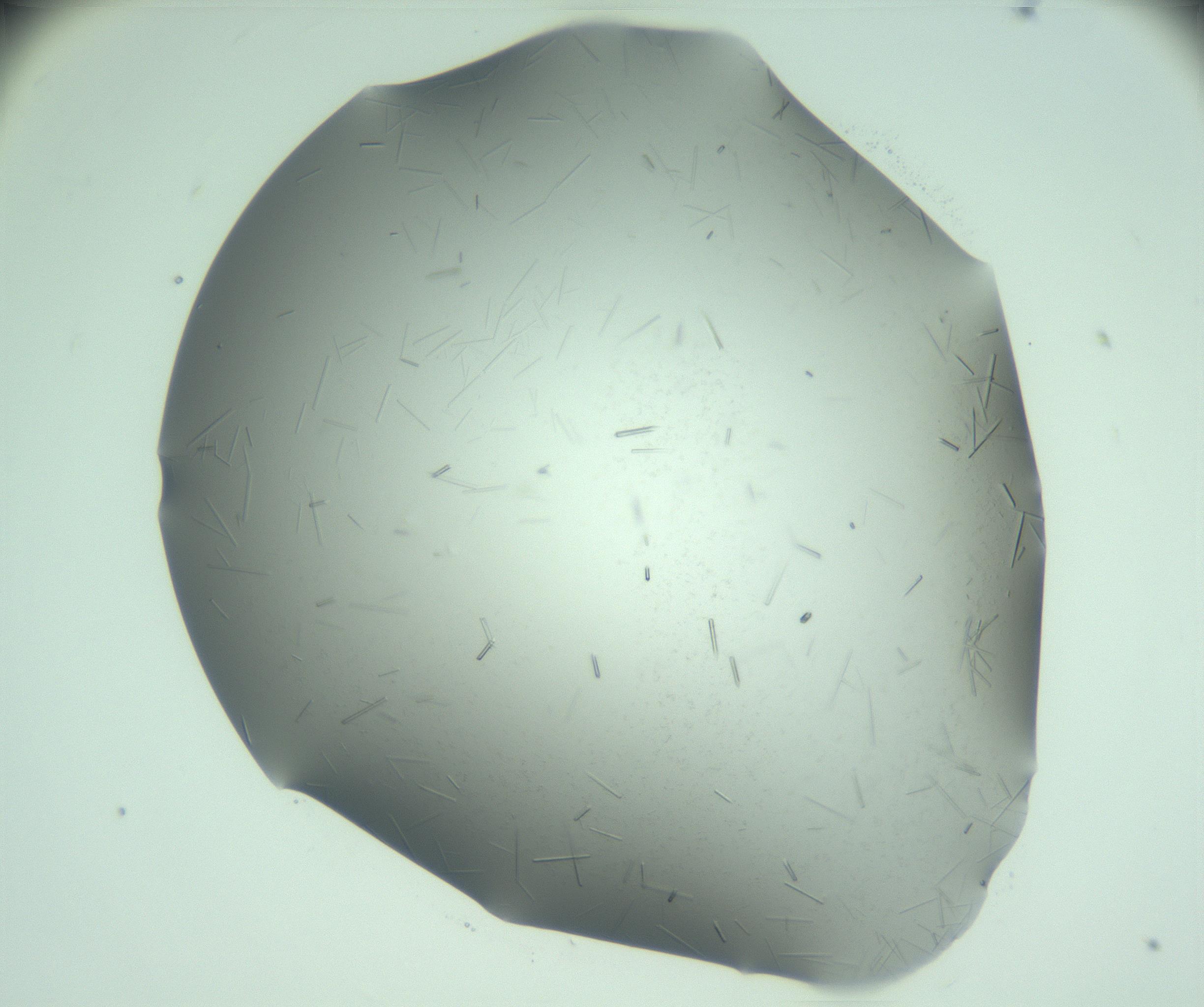 RI01_03_000_0212_Proj1_Clon1_MC_0000MC103280_003_170217_06_05_01_00_99_002_001_RAI.jpg