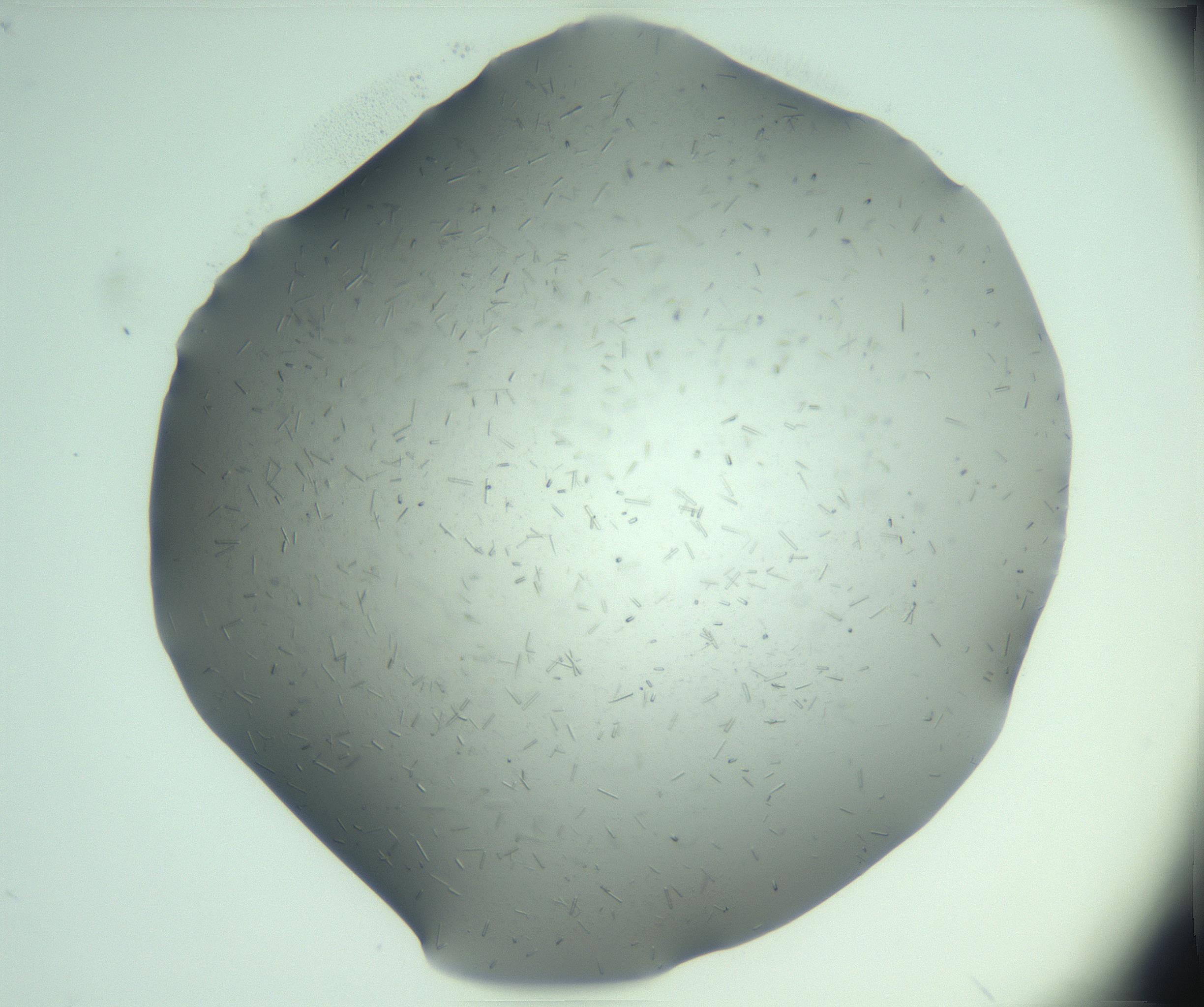 RI01_03_000_0212_Proj1_Clon1_MC_0000MC103280_003_170217_06_06_01_00_99_002_001_RAI.jpg