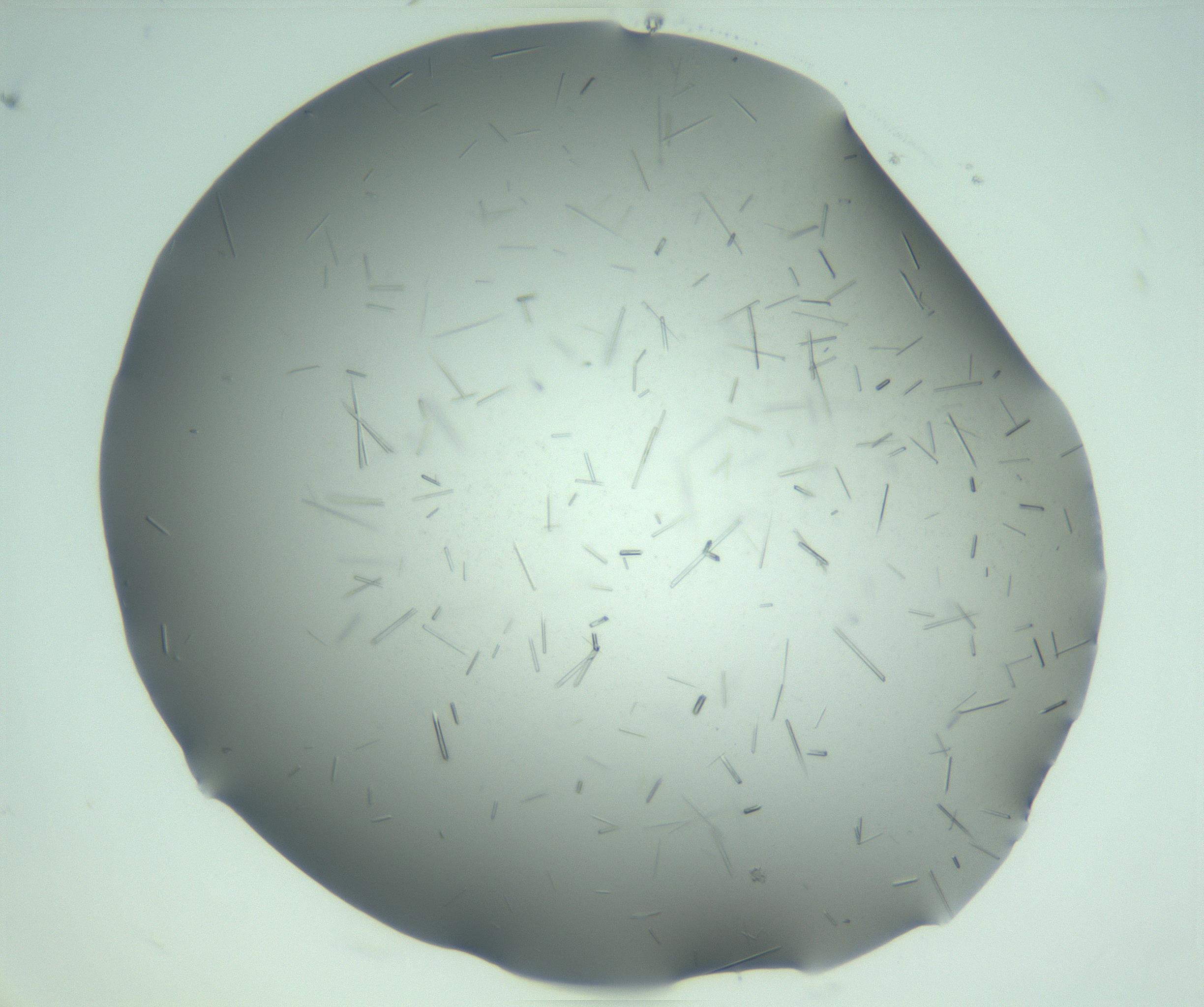 RI01_03_000_0212_Proj1_Clon1_MC_0000MC103280_003_170217_06_06_02_00_99_002_001_RAI.jpg
