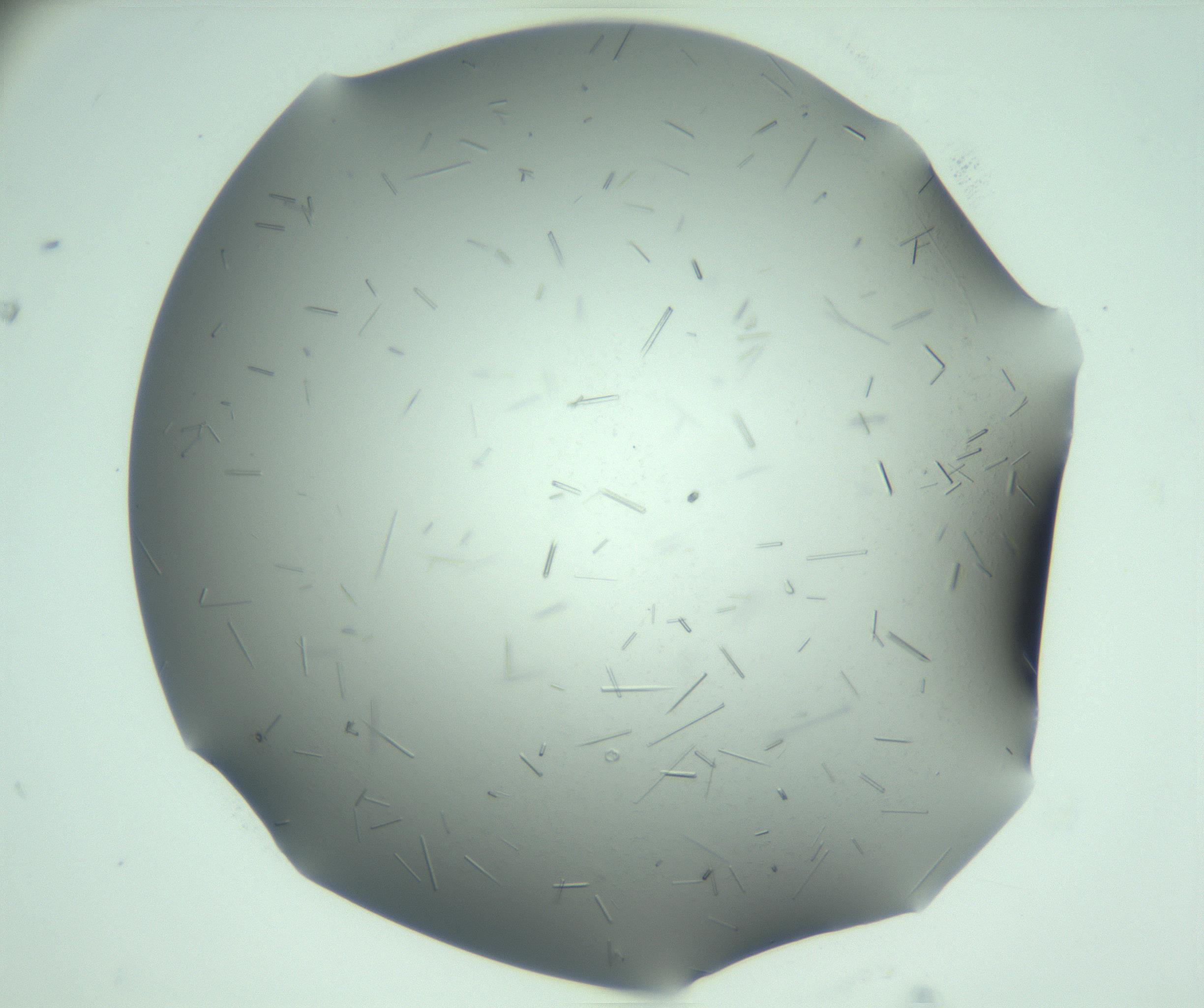 RI01_03_000_0212_Proj1_Clon1_MC_0000MC103280_003_170217_06_07_01_00_99_002_001_RAI.jpg