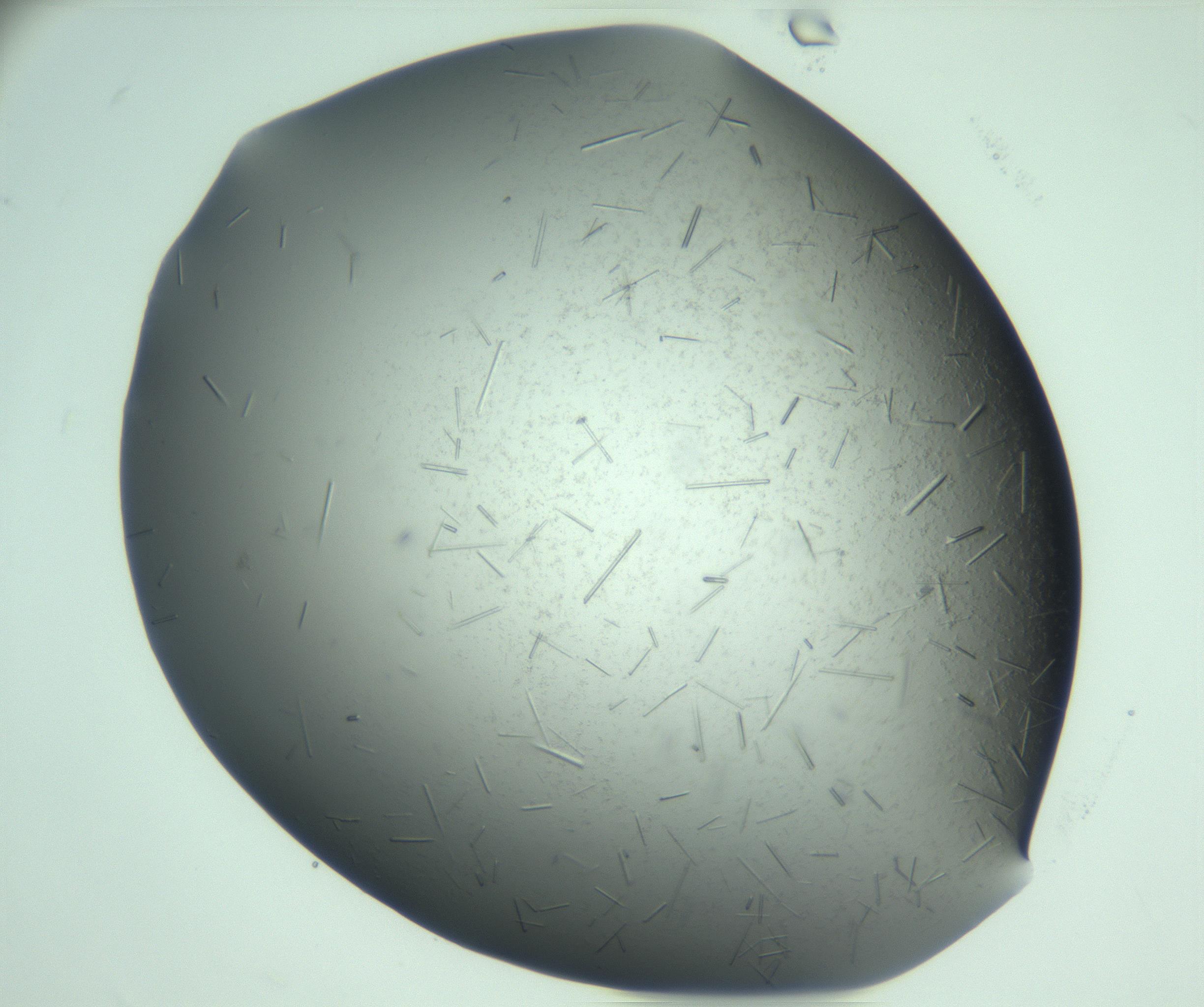 RI01_03_000_0212_Proj1_Clon1_MC_0000MC103280_003_170217_06_08_01_00_99_002_001_RAI.jpg