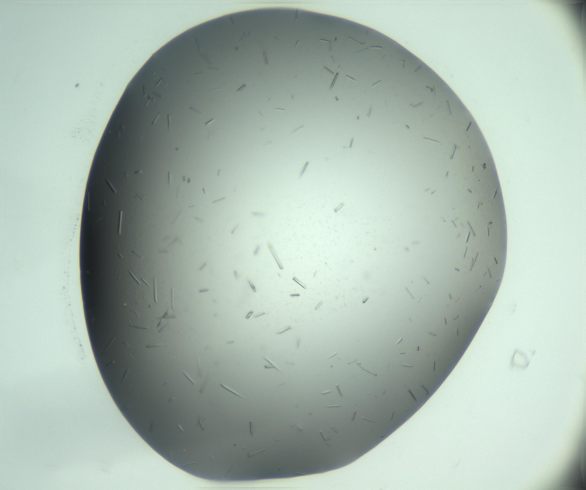 RI01_03_000_0212_Proj1_Clon1_MC_0000MC103280_003_170217_07_01_02_00_99_002_001_RAI.jpg