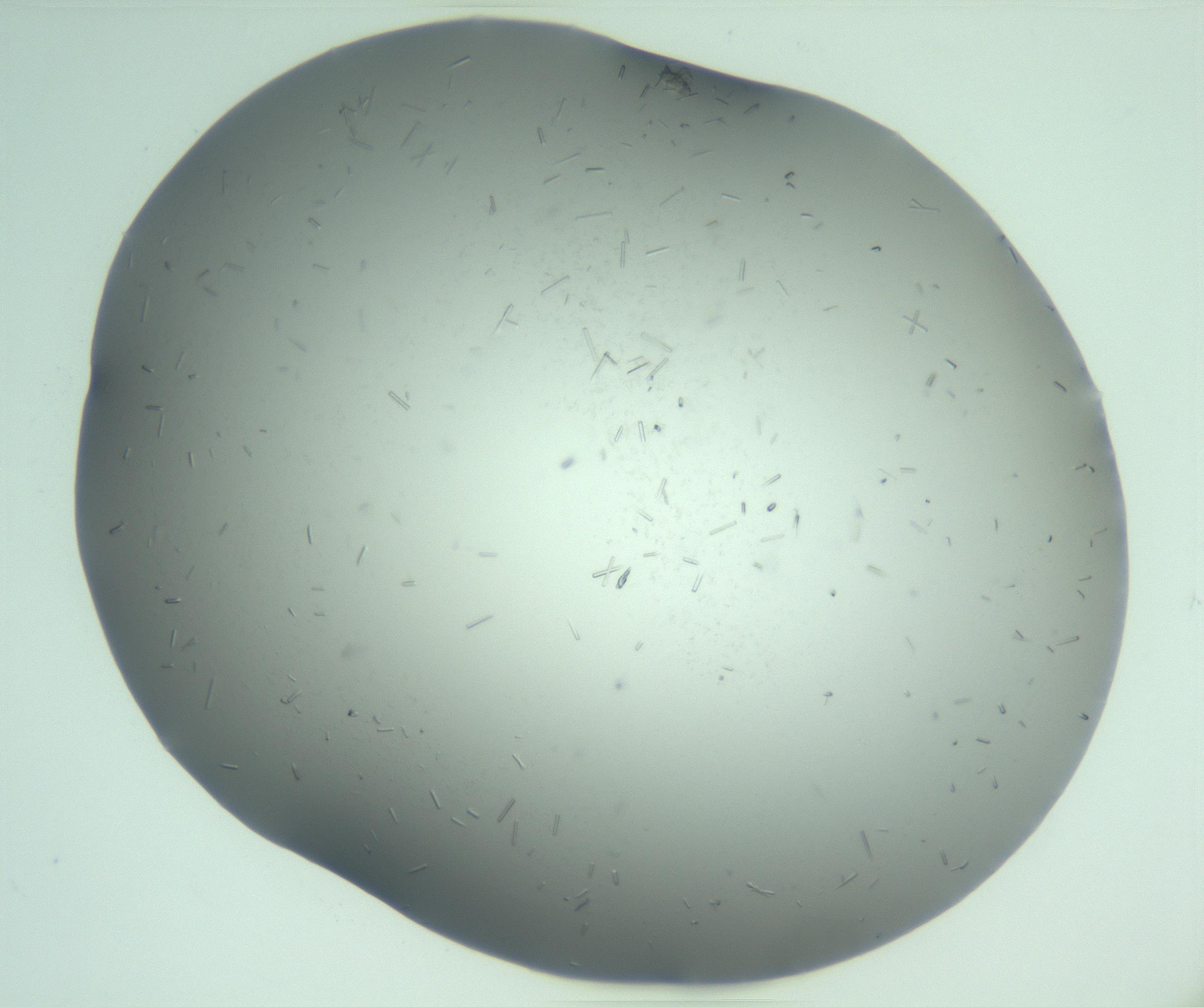 RI01_03_000_0212_Proj1_Clon1_MC_0000MC103280_003_170217_07_02_01_00_99_002_001_RAI.jpg