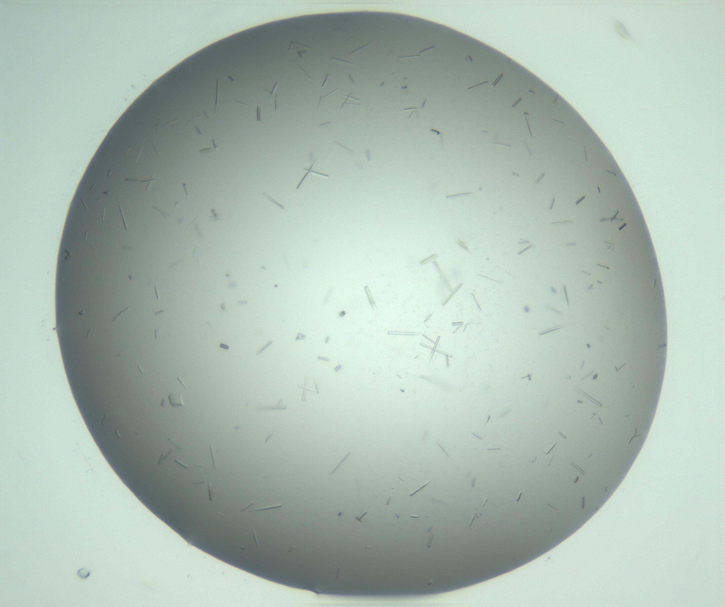 RI01_03_000_0212_Proj1_Clon1_MC_0000MC103280_003_170217_07_02_02_00_99_002_001_RAI.jpg