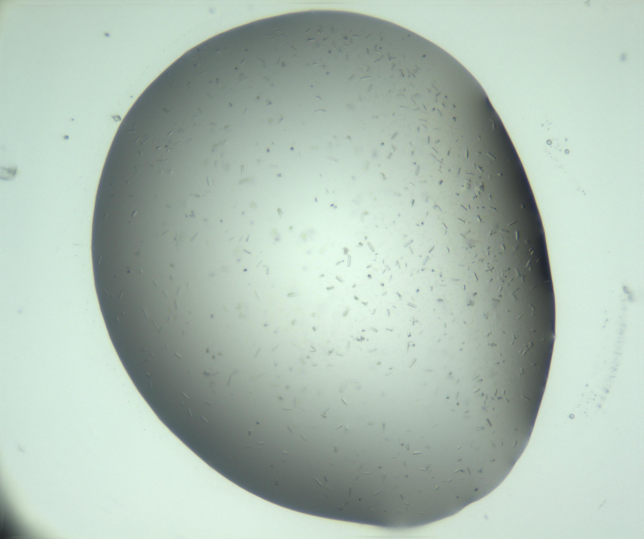 RI01_03_000_0212_Proj1_Clon1_MC_0000MC103280_003_170217_07_03_01_00_99_002_001_RAI.jpg