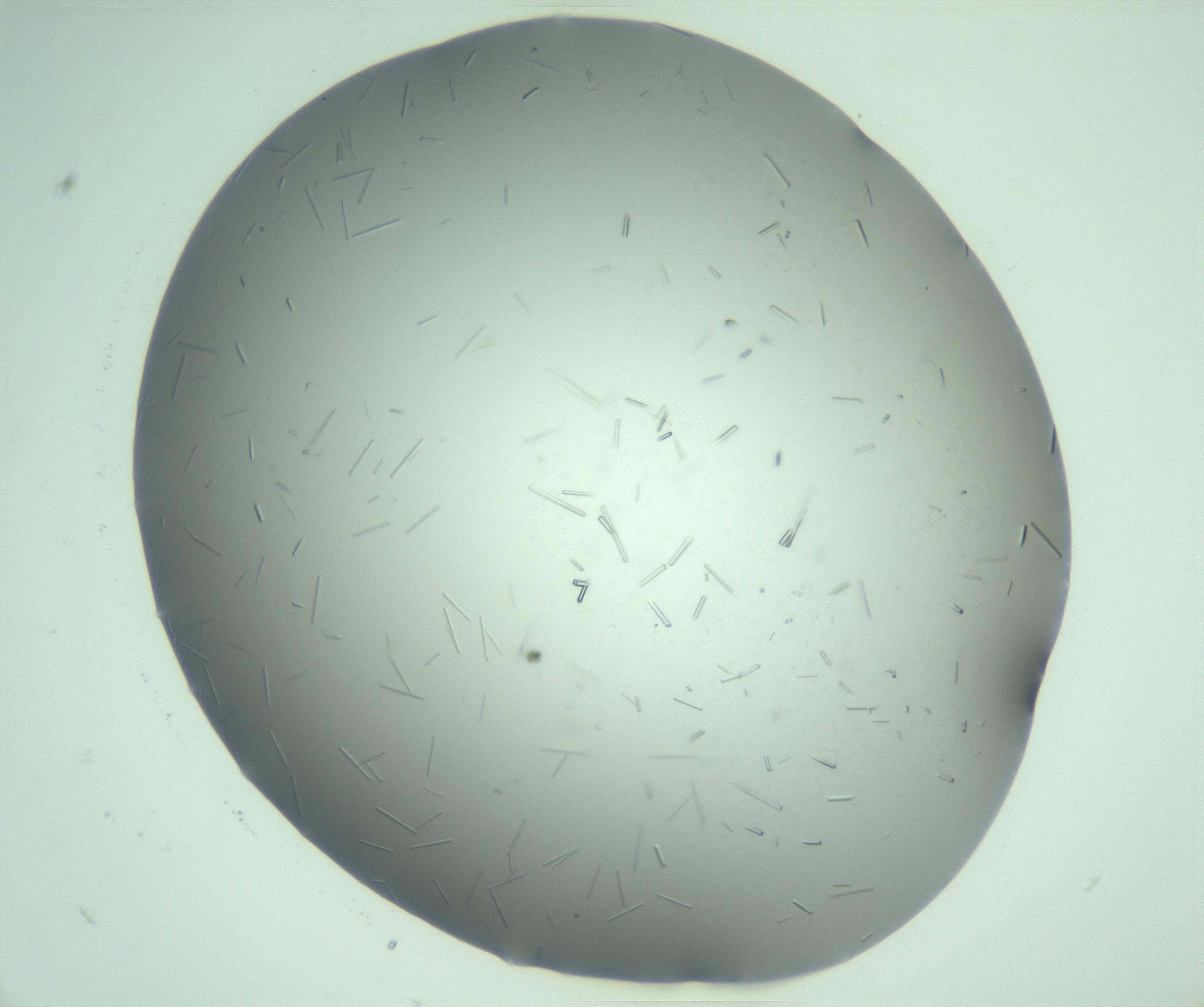 RI01_03_000_0212_Proj1_Clon1_MC_0000MC103280_003_170217_07_03_02_00_99_002_001_RAI.jpg