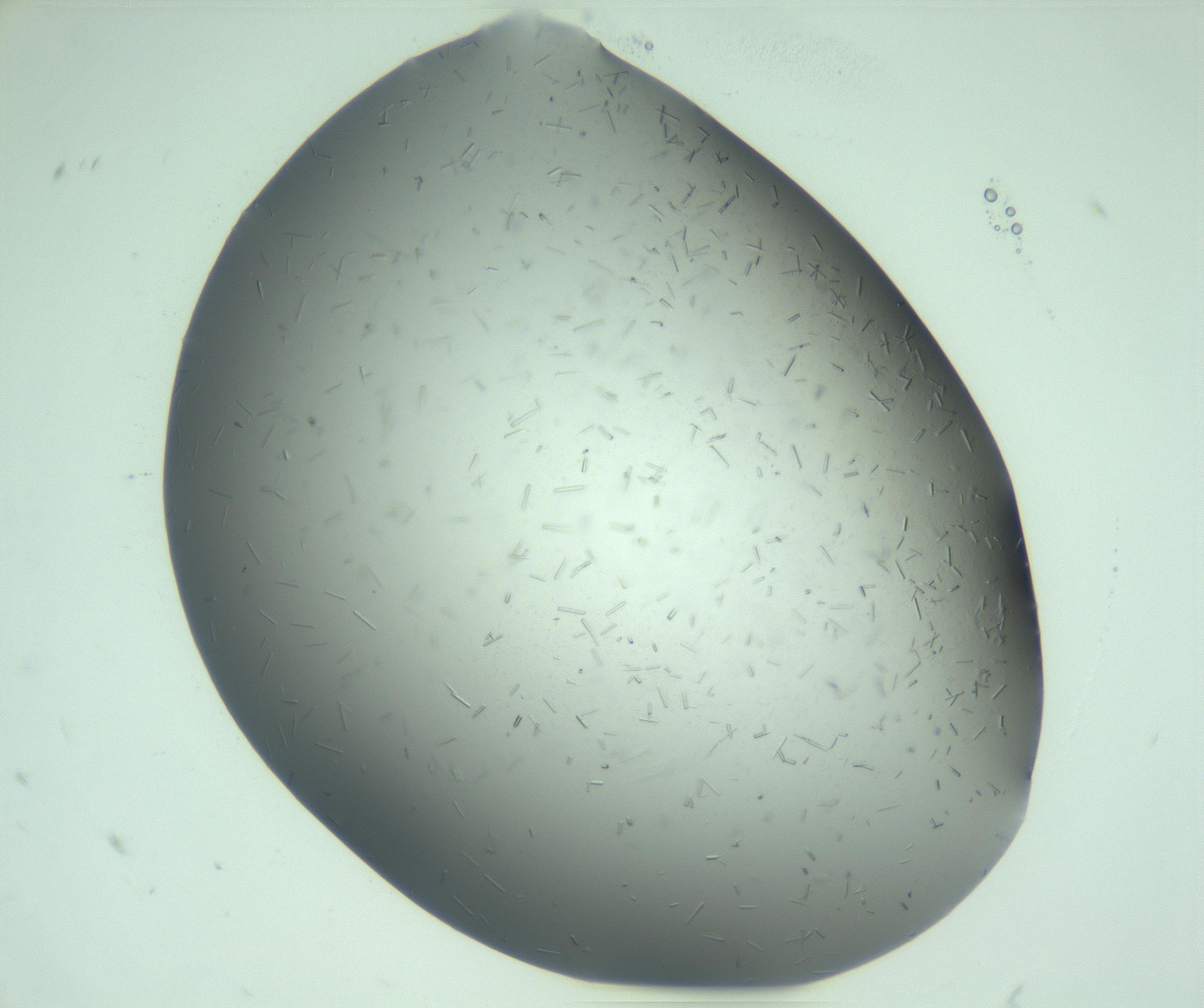 RI01_03_000_0212_Proj1_Clon1_MC_0000MC103280_003_170217_07_04_01_00_99_002_001_RAI.jpg