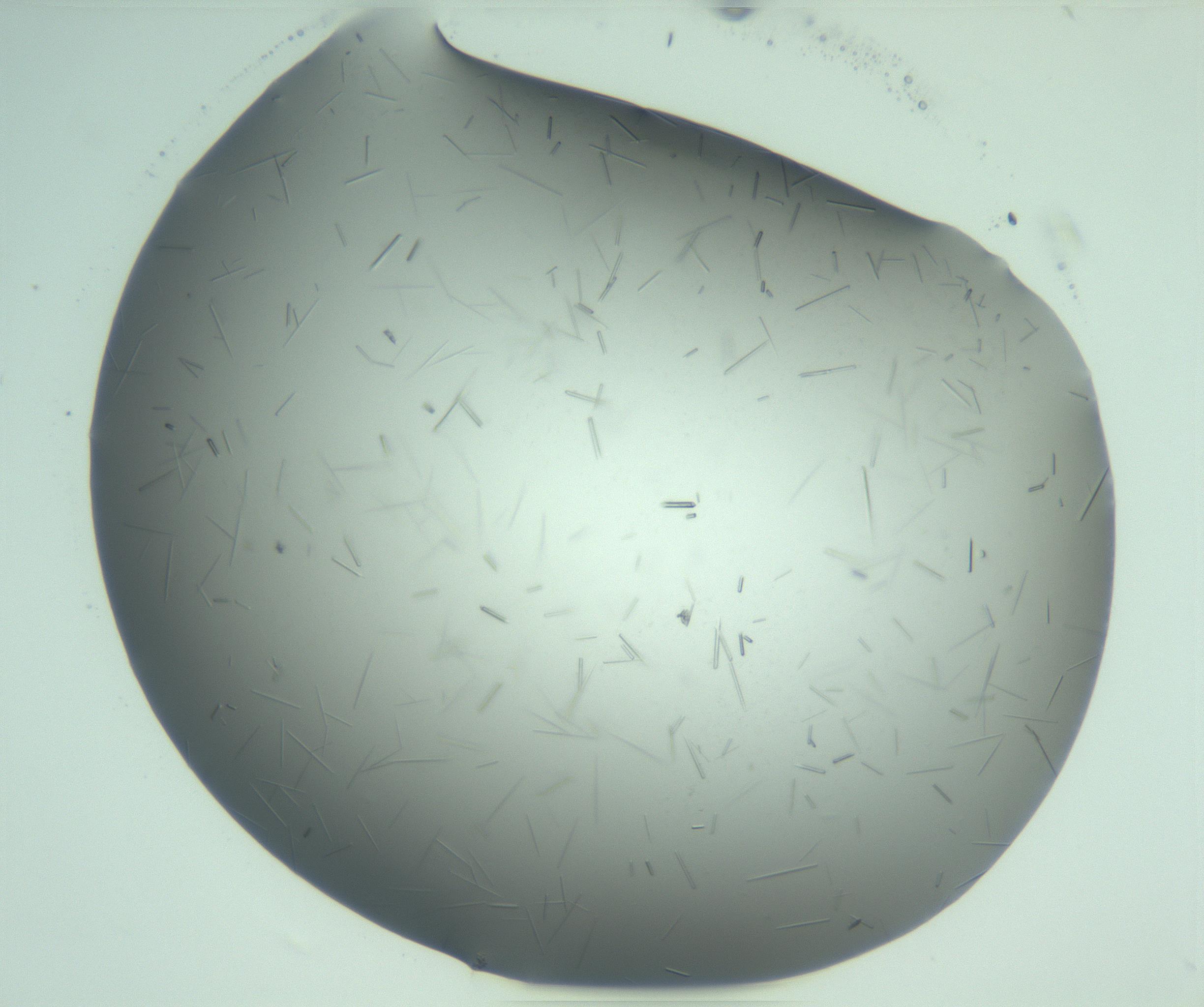 RI01_03_000_0212_Proj1_Clon1_MC_0000MC103280_003_170217_07_04_02_00_99_002_001_RAI.jpg
