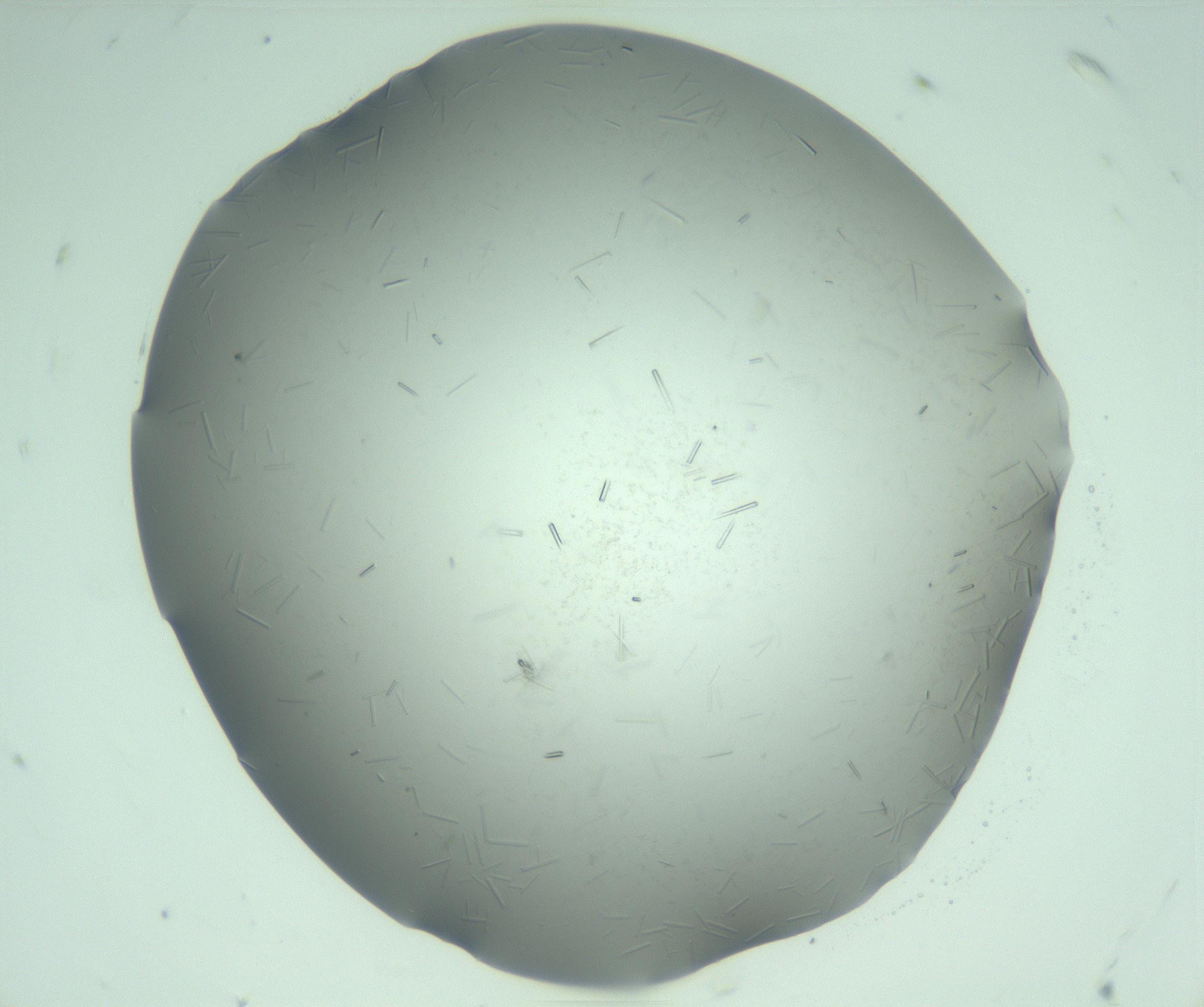 RI01_03_000_0212_Proj1_Clon1_MC_0000MC103280_003_170217_07_05_01_00_99_002_001_RAI.jpg