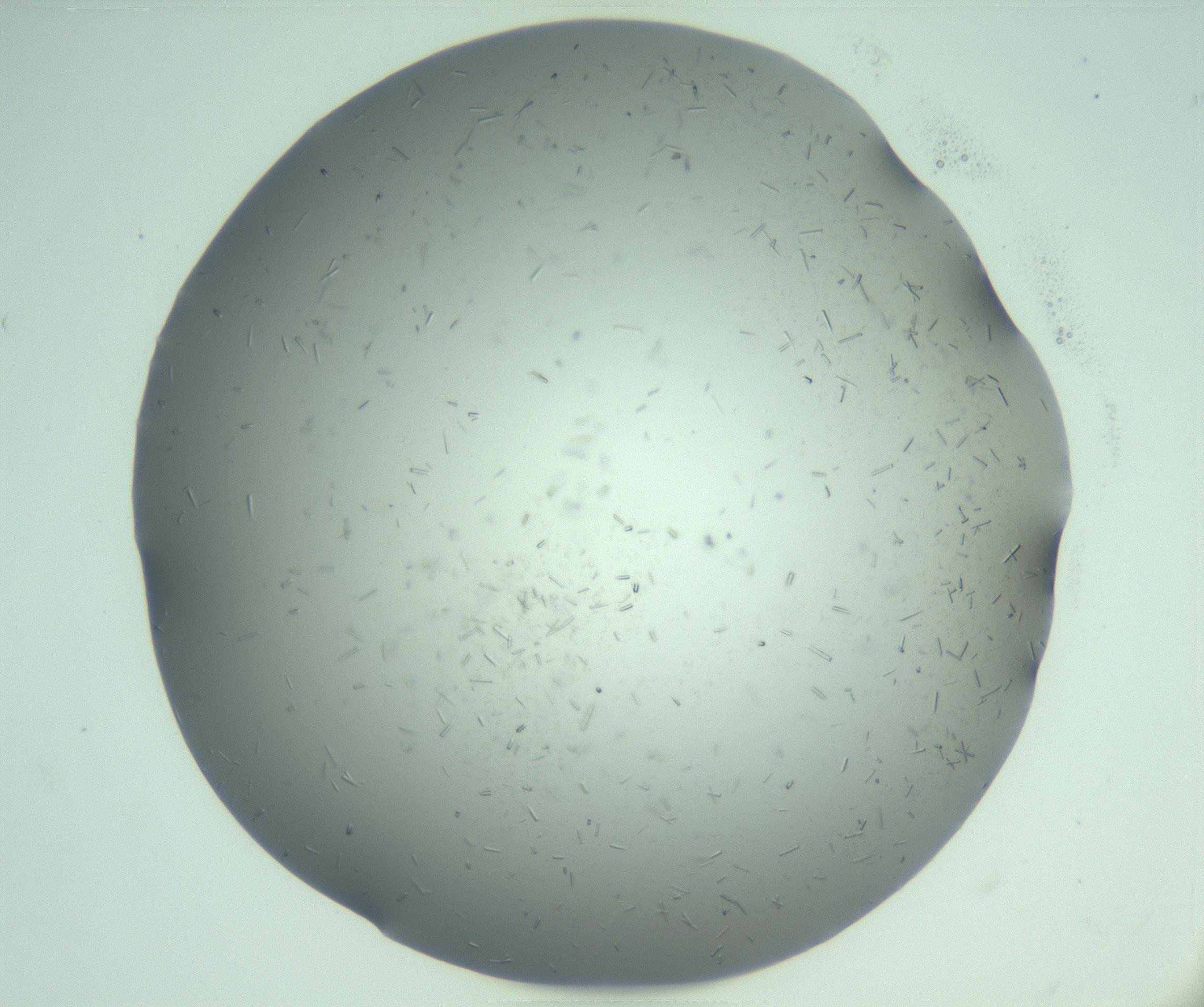 RI01_03_000_0212_Proj1_Clon1_MC_0000MC103280_003_170217_07_06_01_00_99_002_001_RAI.jpg