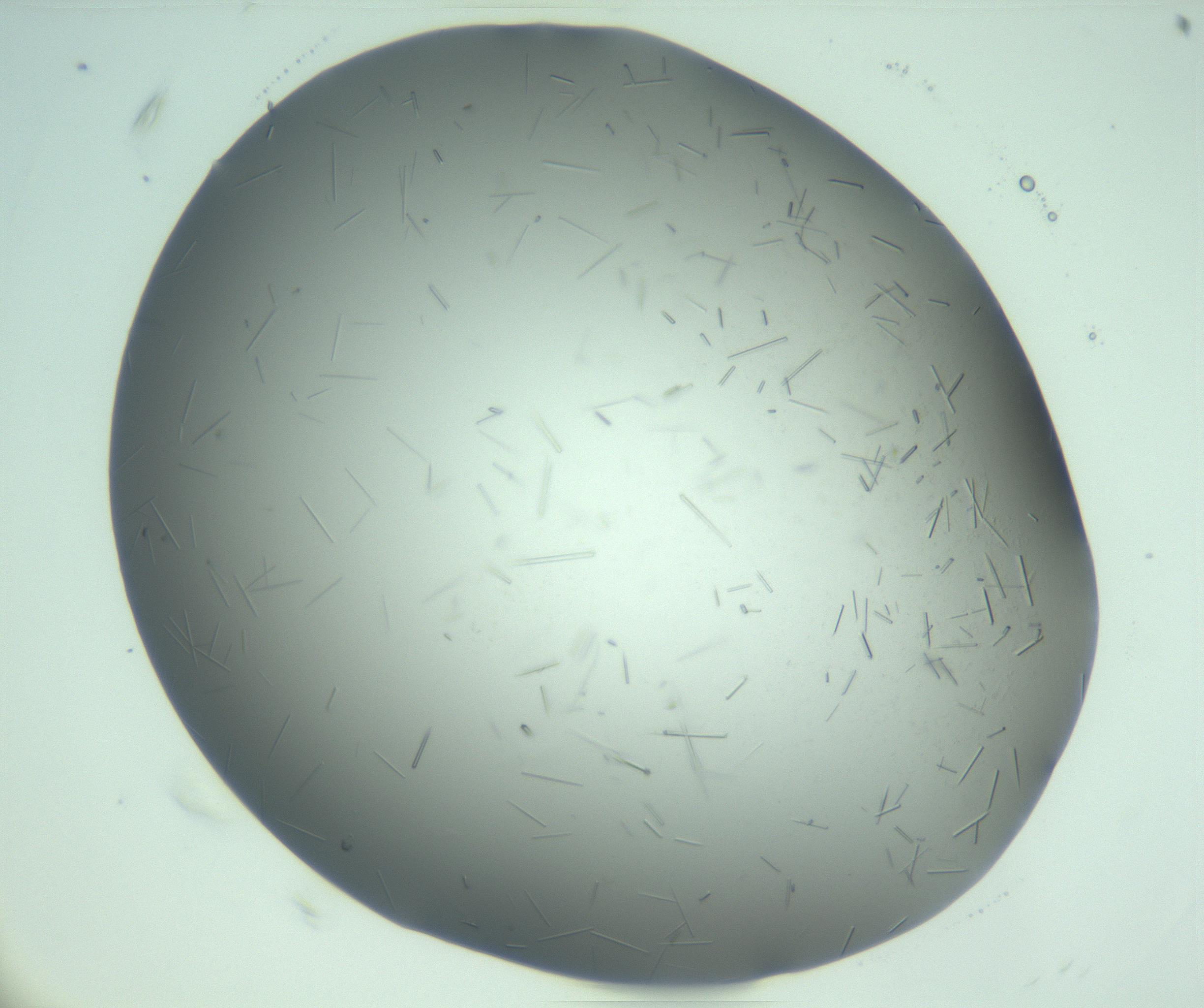 RI01_03_000_0212_Proj1_Clon1_MC_0000MC103280_003_170217_07_06_02_00_99_002_001_RAI.jpg
