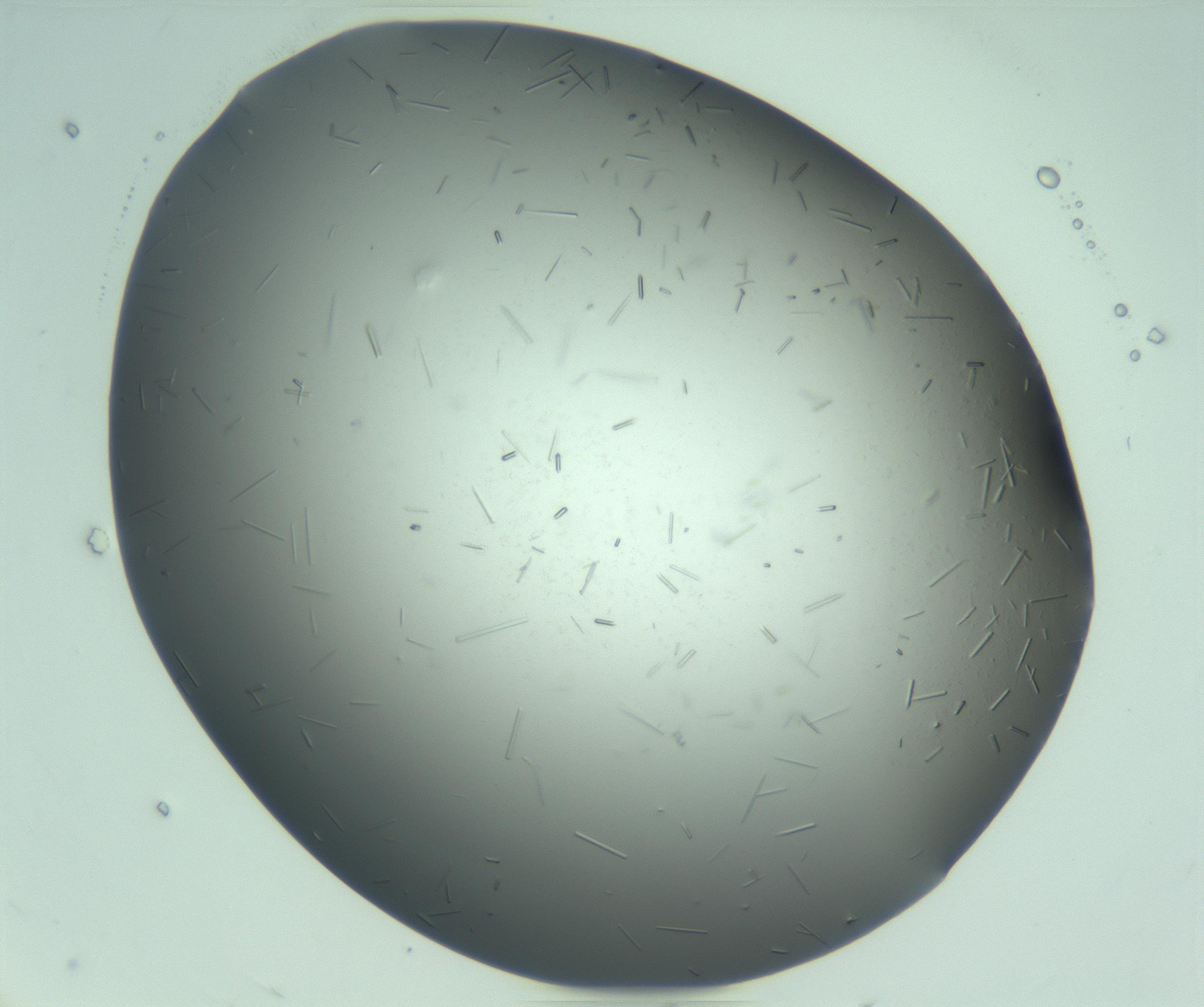 RI01_03_000_0212_Proj1_Clon1_MC_0000MC103280_003_170217_07_07_01_00_99_002_001_RAI.jpg