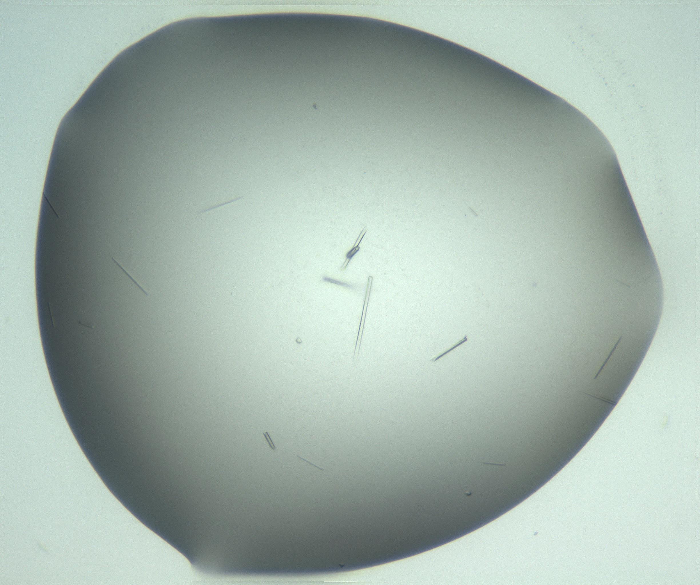 RI01_03_000_0212_Proj1_Clon1_MC_0000MC103280_003_170217_07_07_02_00_99_002_001_RAI.jpg