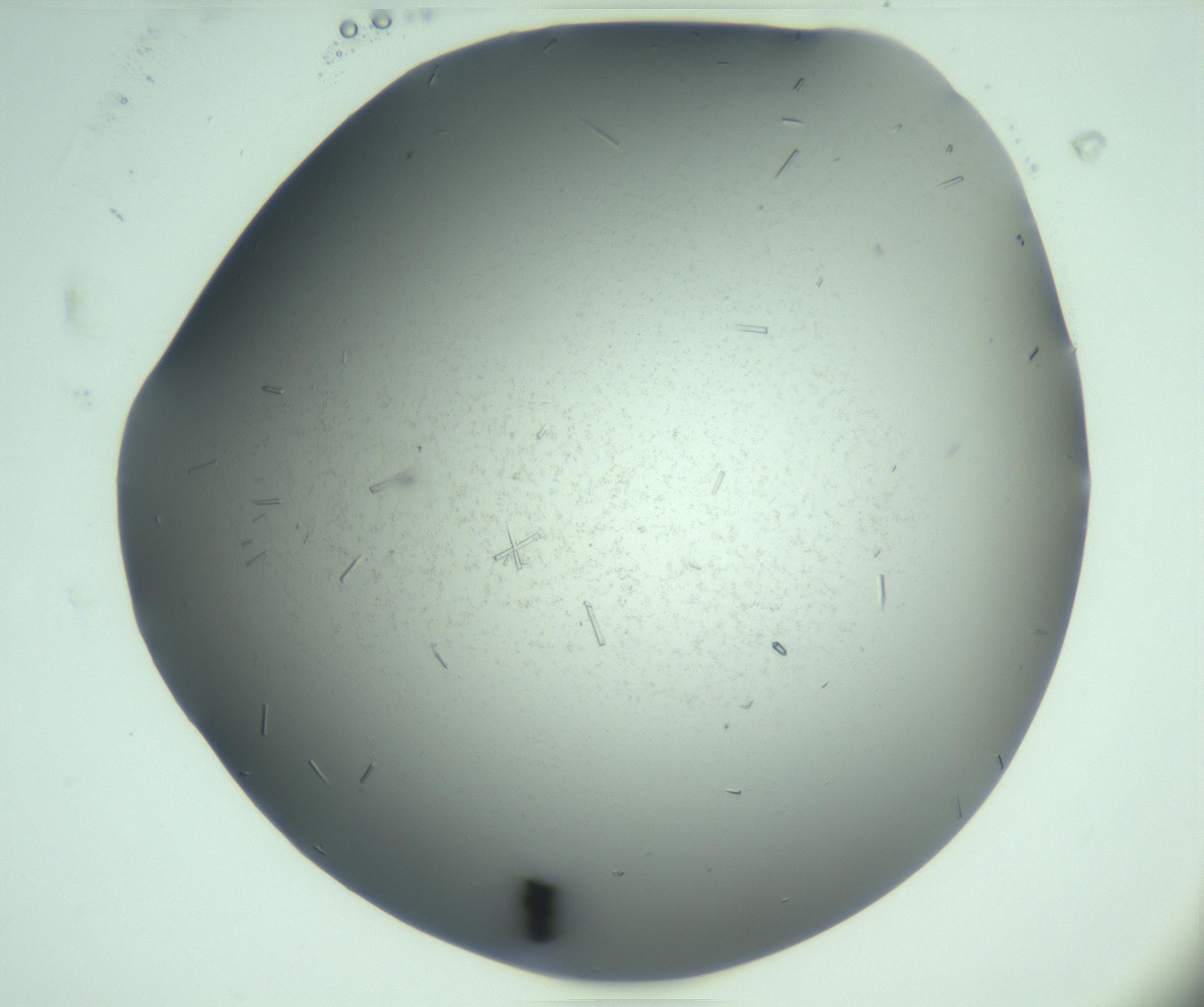 RI01_03_000_0212_Proj1_Clon1_MC_0000MC103280_003_170217_08_01_02_00_99_002_001_RAI.jpg