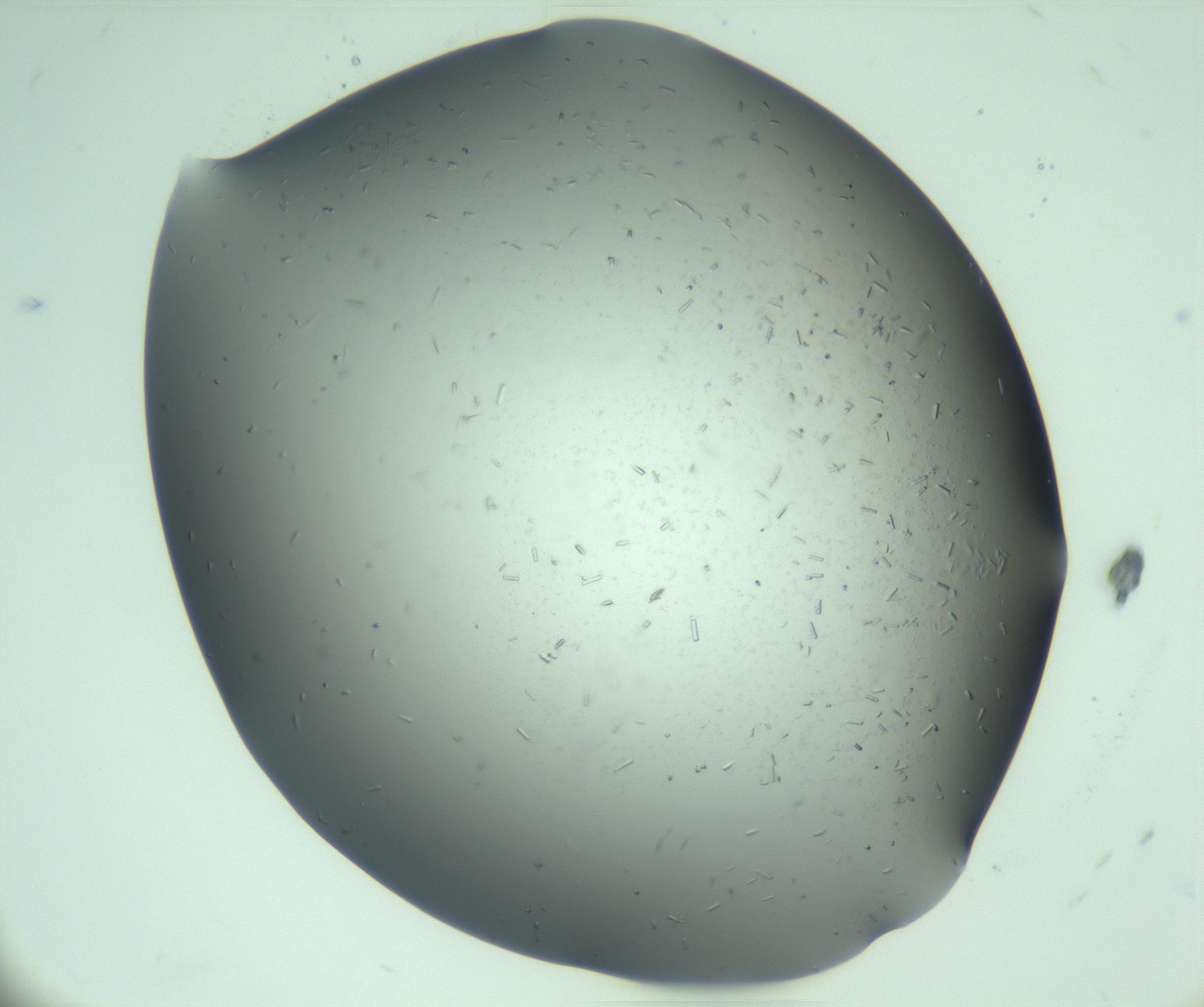 RI01_03_000_0212_Proj1_Clon1_MC_0000MC103280_003_170217_08_03_01_00_99_002_001_RAI.jpg