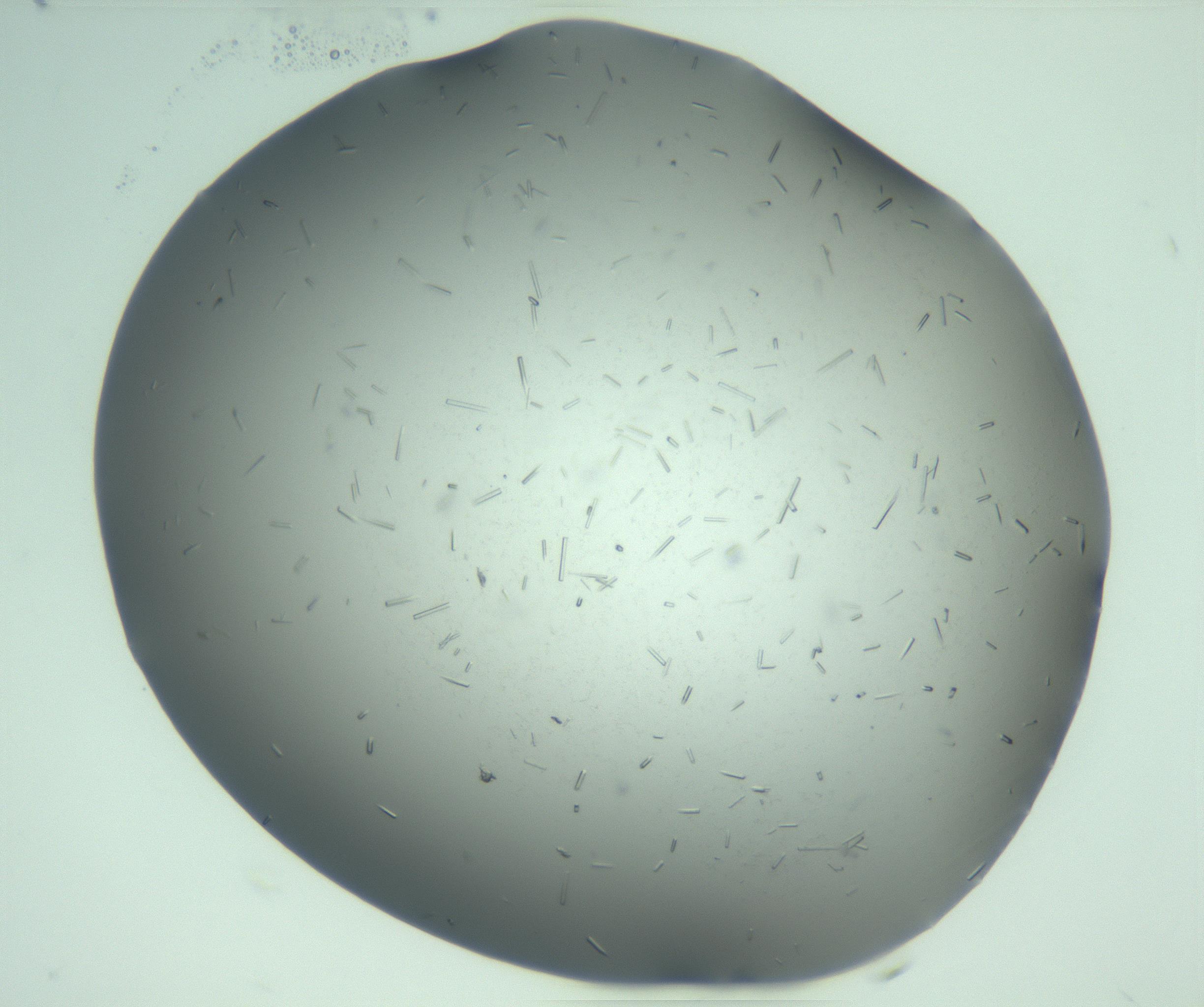 RI01_03_000_0212_Proj1_Clon1_MC_0000MC103280_003_170217_08_03_02_00_99_002_001_RAI.jpg