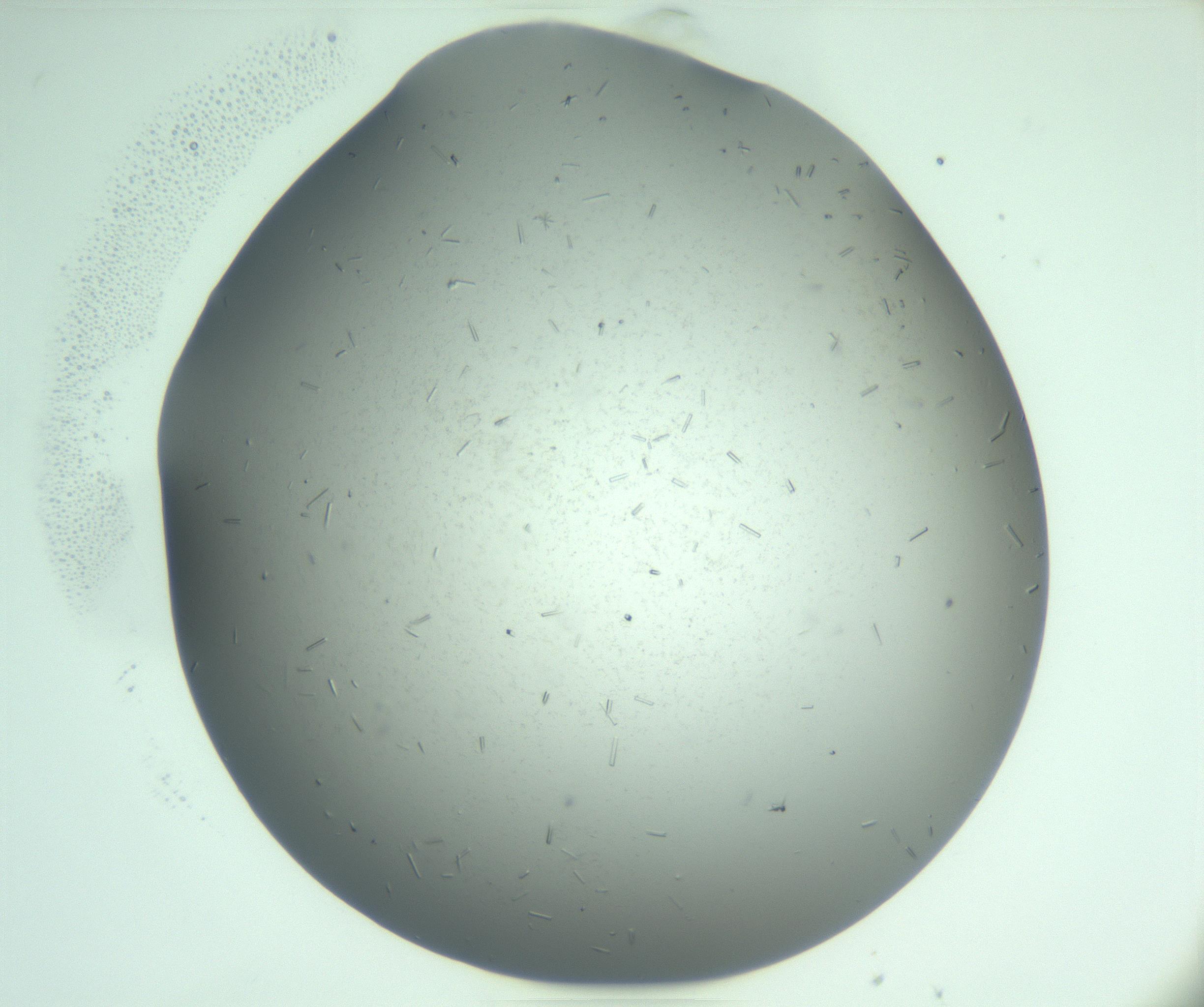 RI01_03_000_0212_Proj1_Clon1_MC_0000MC103280_003_170217_08_04_01_00_99_002_001_RAI.jpg