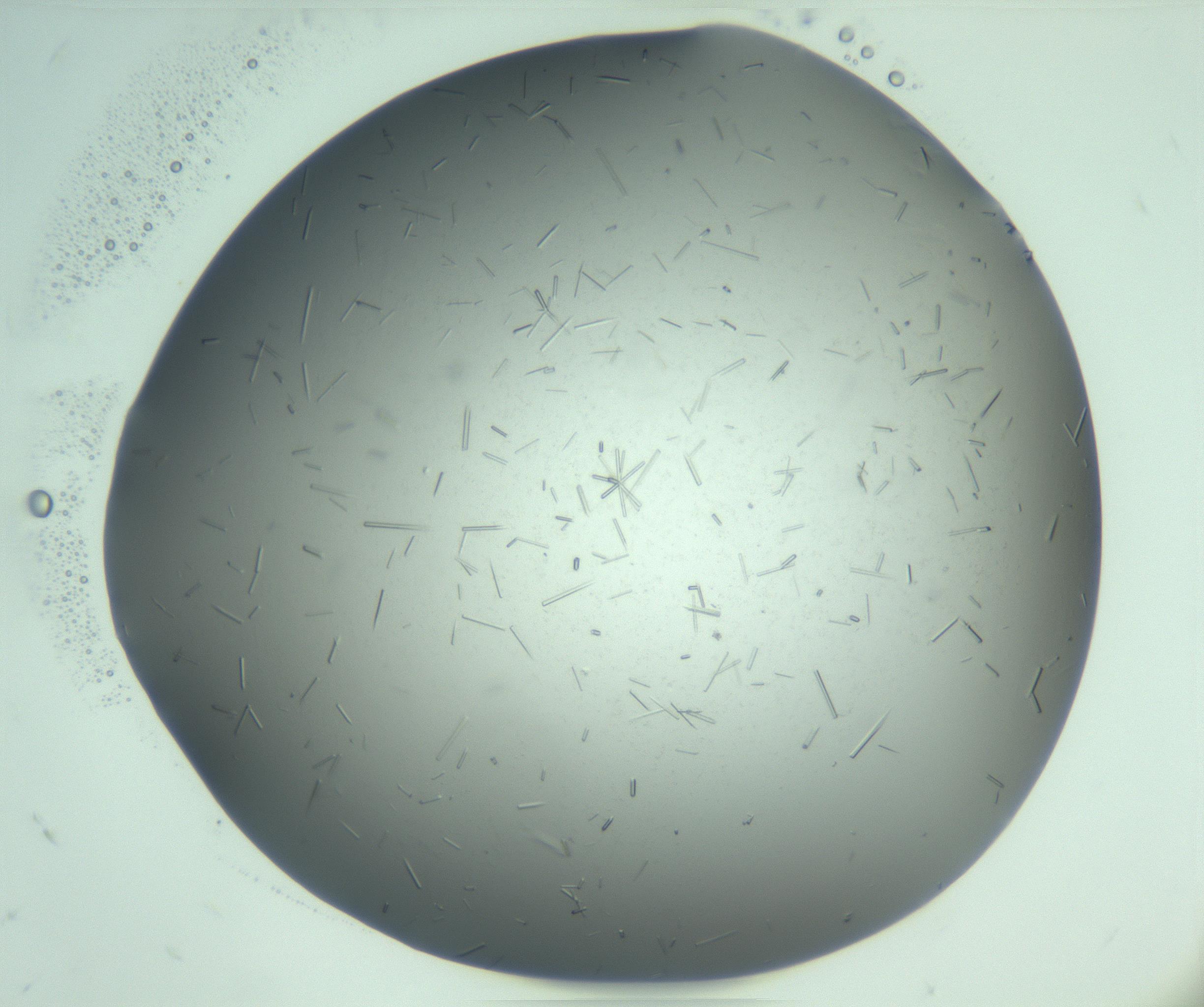 RI01_03_000_0212_Proj1_Clon1_MC_0000MC103280_003_170217_08_04_02_00_99_002_001_RAI.jpg