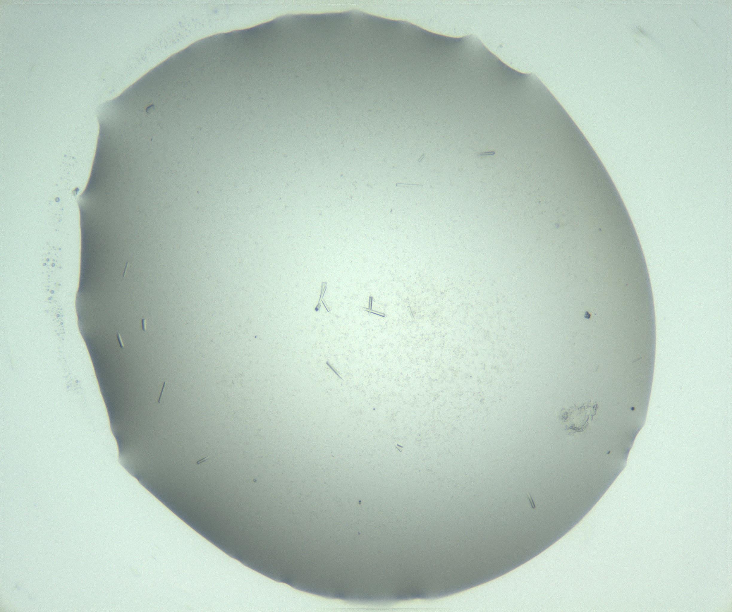 RI01_03_000_0212_Proj1_Clon1_MC_0000MC103280_003_170217_08_05_01_00_99_002_001_RAI.jpg
