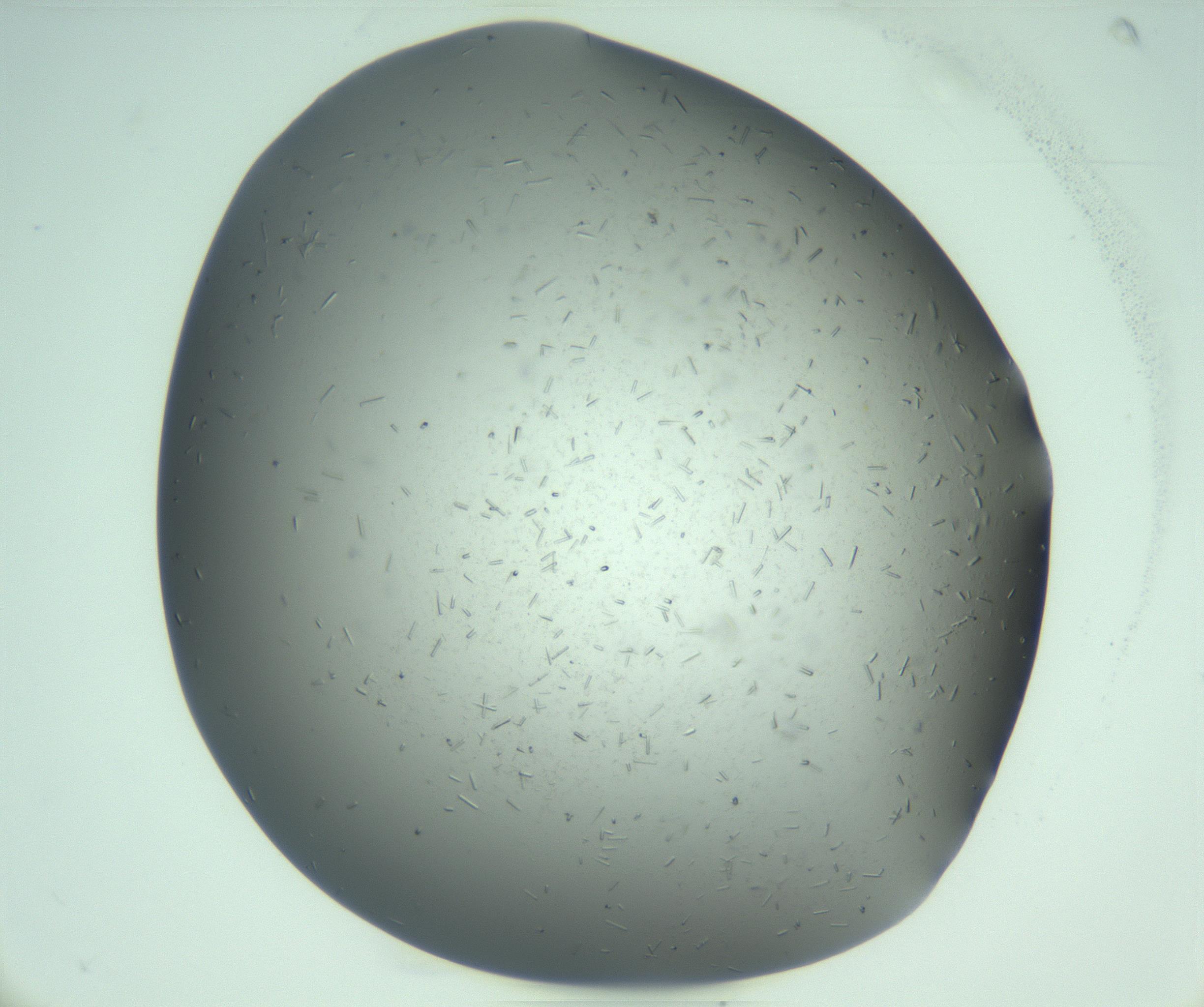 RI01_03_000_0212_Proj1_Clon1_MC_0000MC103280_003_170217_08_06_01_00_99_002_001_RAI.jpg