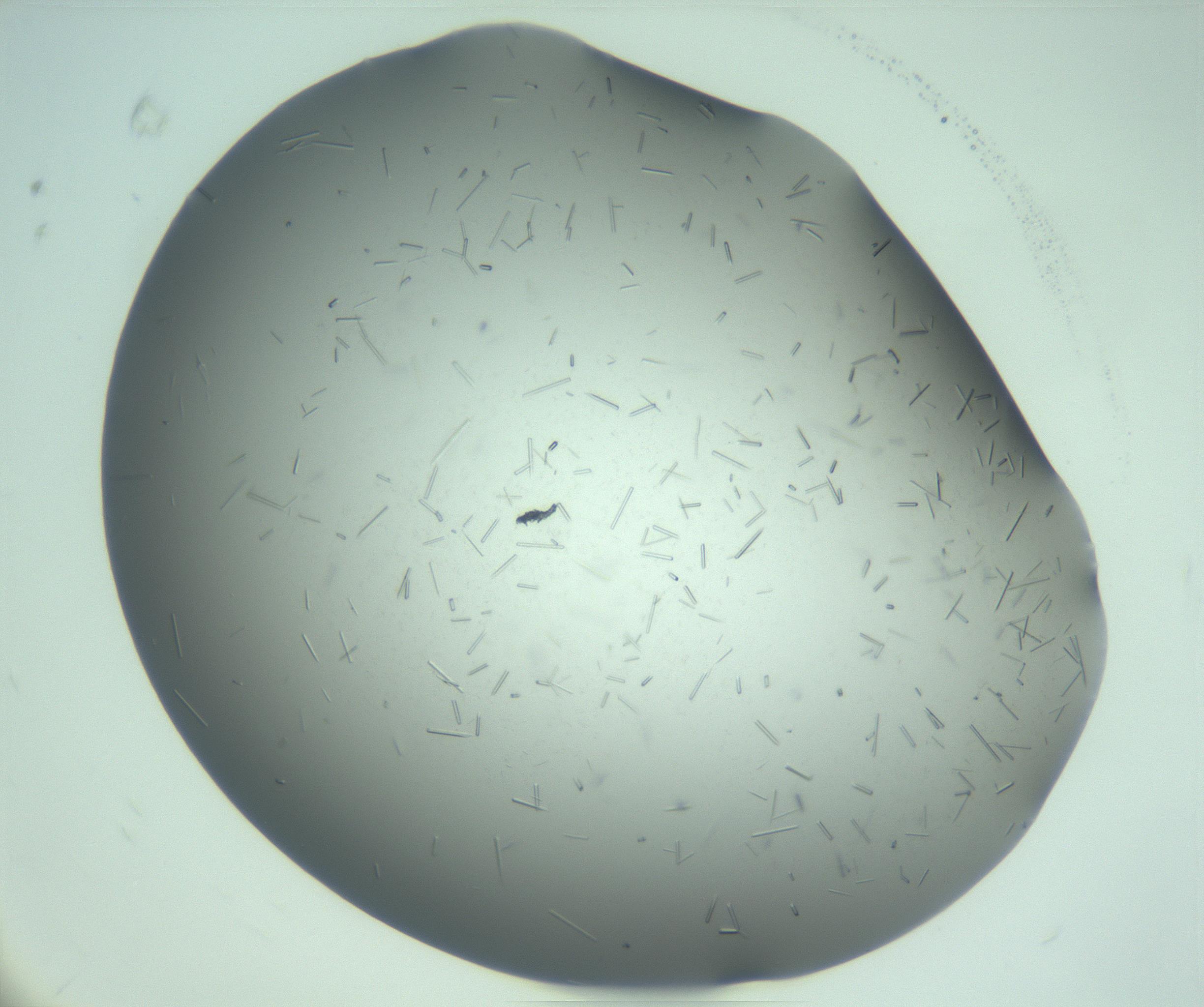 RI01_03_000_0212_Proj1_Clon1_MC_0000MC103280_003_170217_08_06_02_00_99_002_001_RAI.jpg